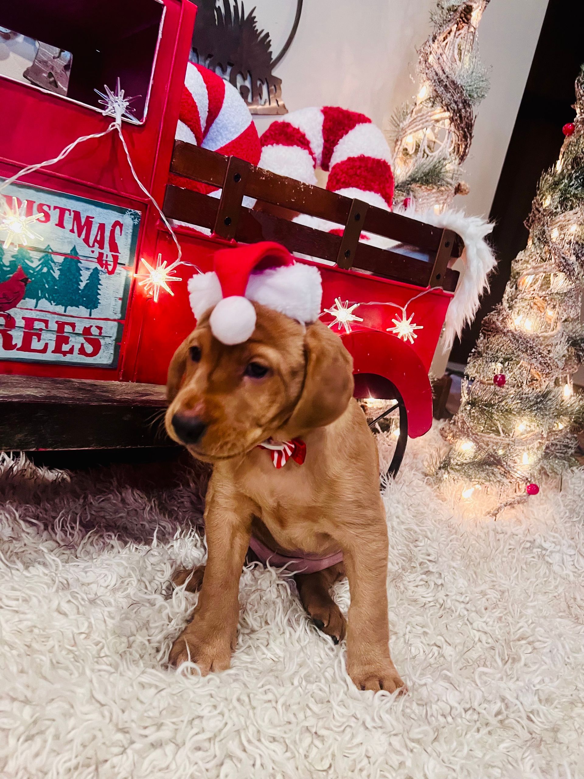 Puppy wearing a Santa hat in front of a red truck bed decorated for Christmas.