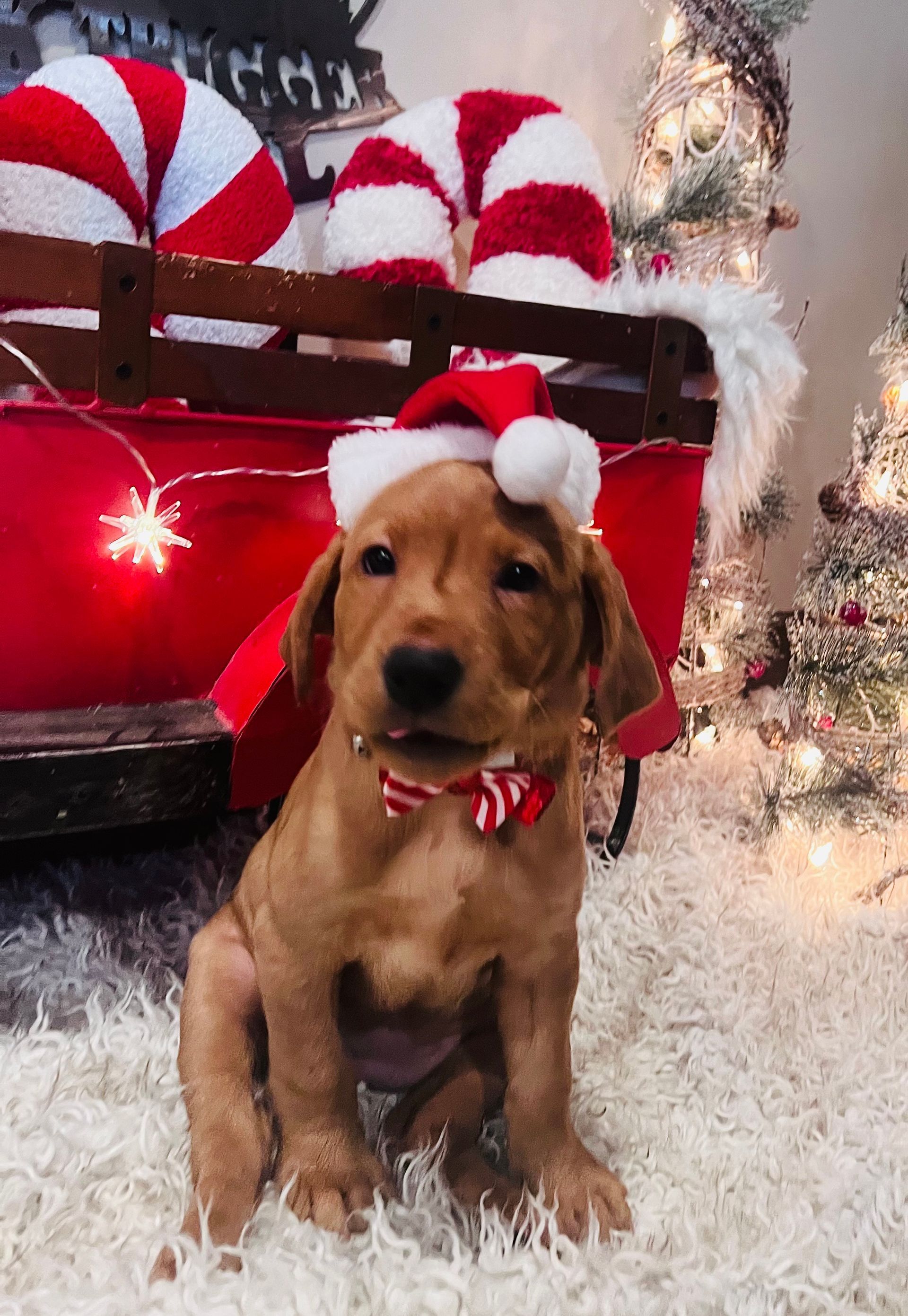 Brown puppy wearing a Santa hat and bowtie sits in a red wagon with candy canes.