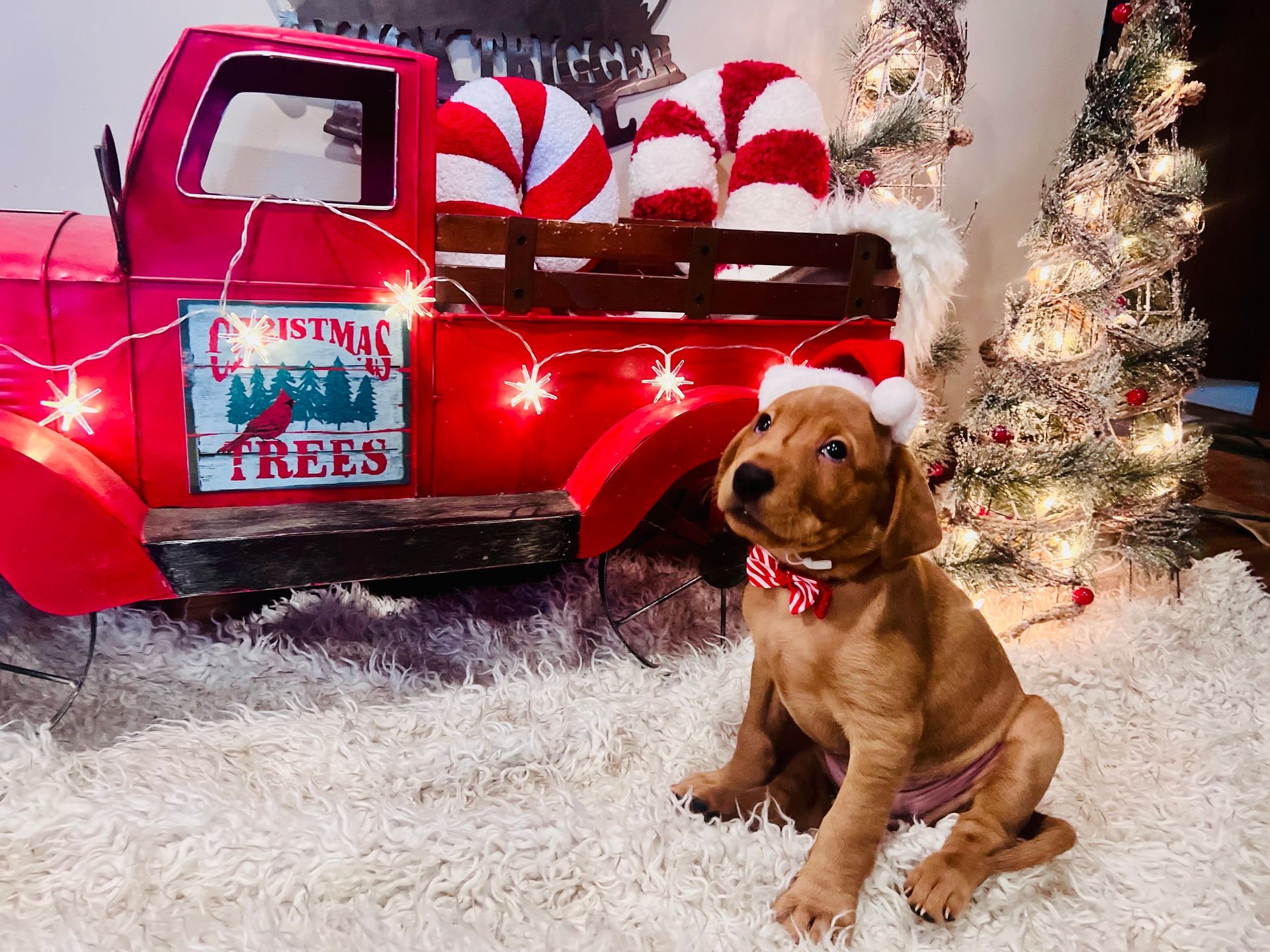 Puppy wearing a Santa hat and bow tie sits in front of a red truck bed filled with candy canes and a Christmas tree.