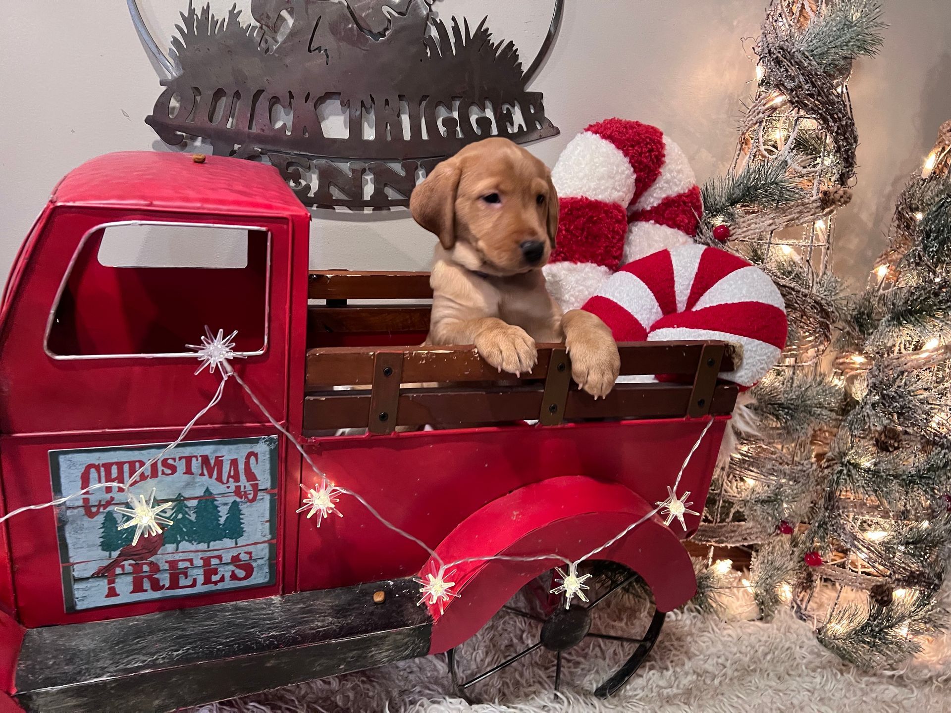 Golden puppy in red Christmas truck with candy cane and lights.