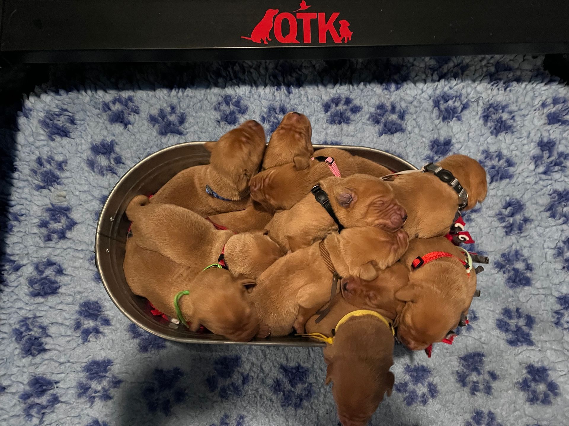 A pile of brown puppies in a basket, wearing colored collars, on a blue paw-print mat.