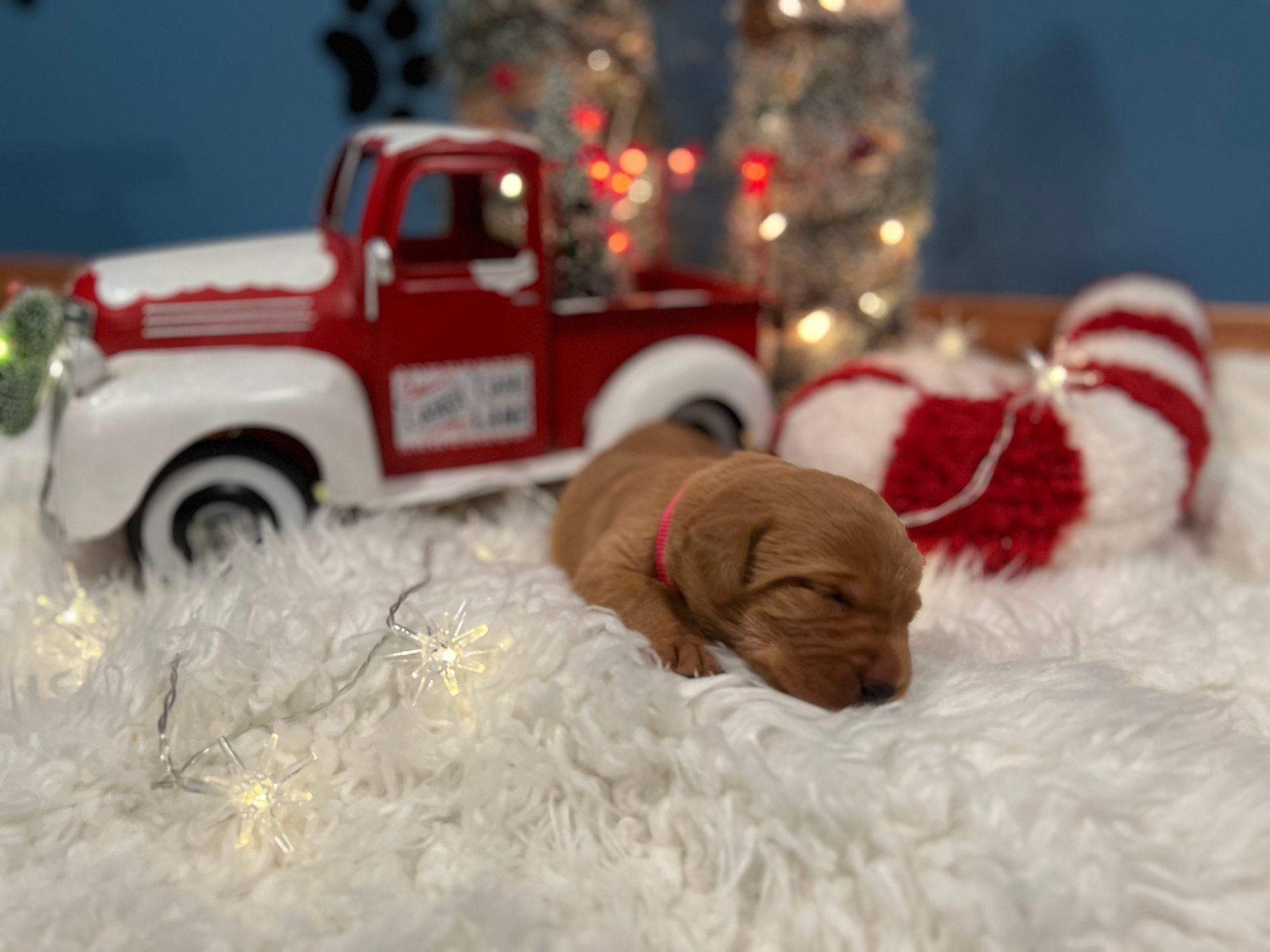 Sleeping puppy wearing a pink collar on a fluffy white rug, with holiday decorations.