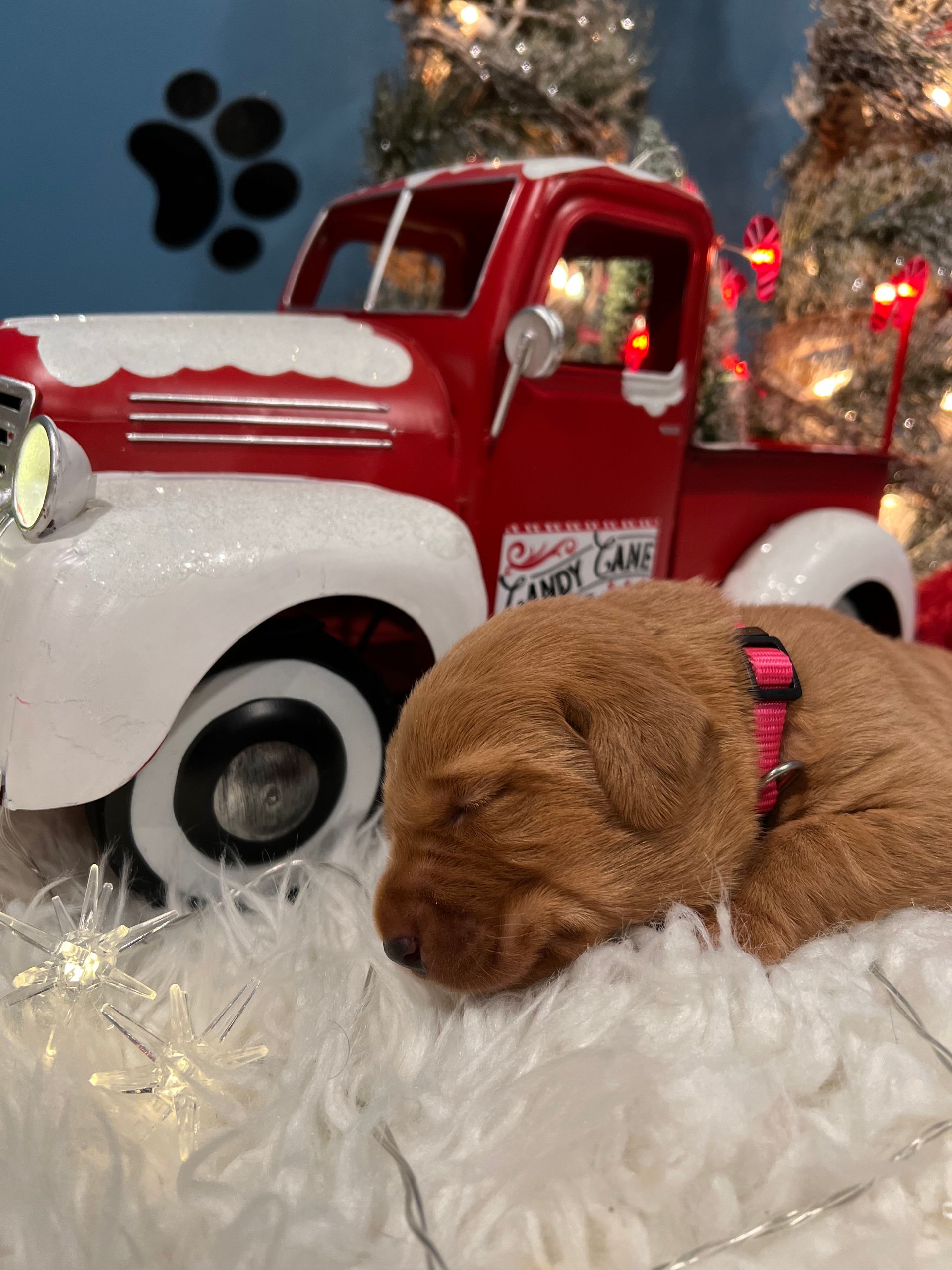 Sleeping brown puppy with pink collar in front of a red truck and Christmas decorations.