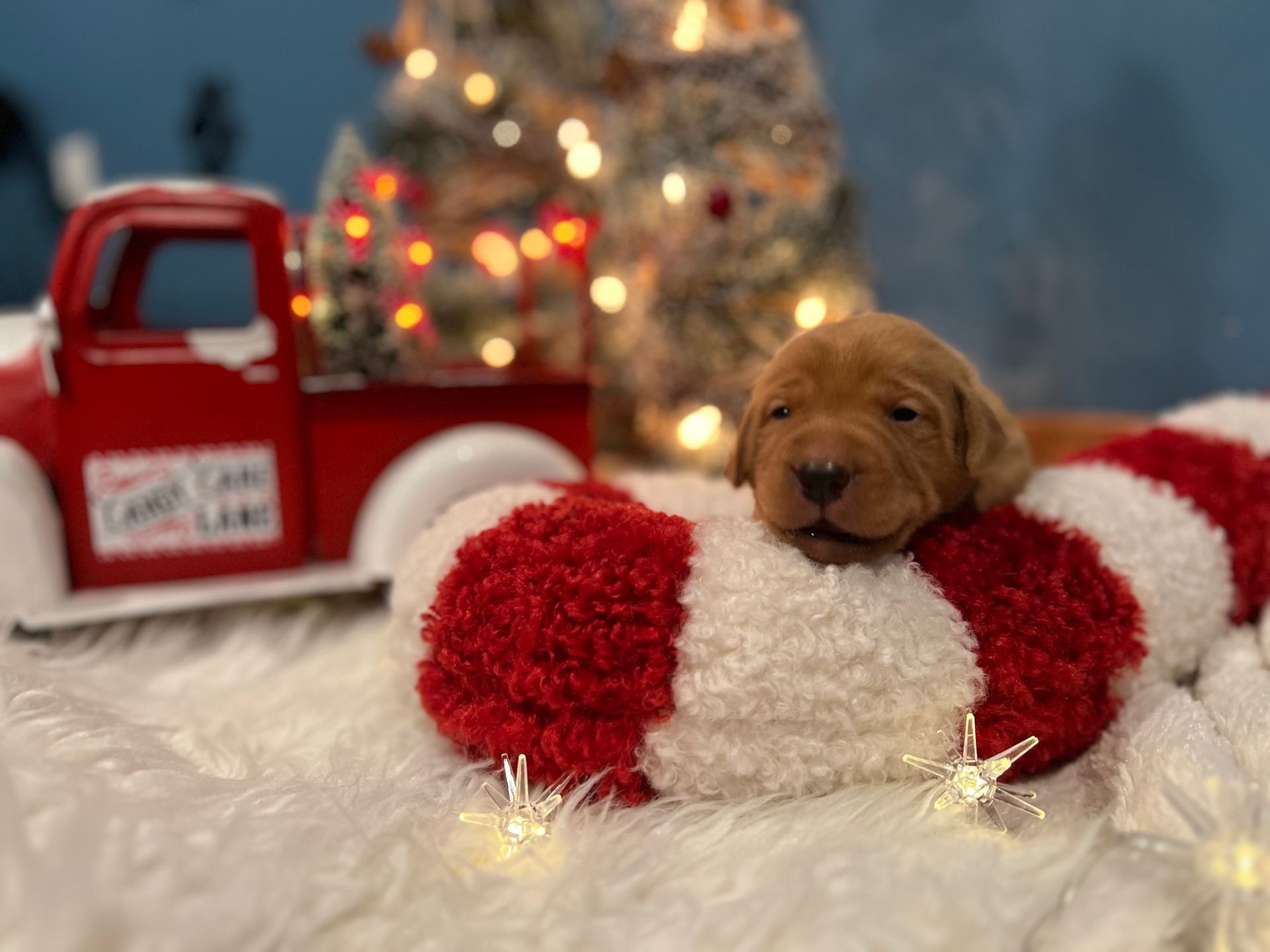 Golden puppy resting on a red and white cushion, with a toy truck and Christmas tree in the background.