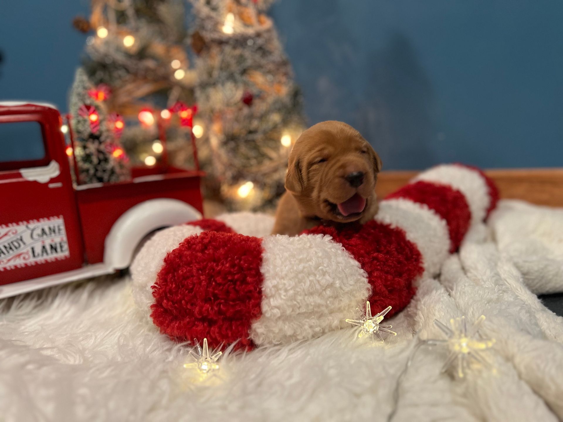A tan puppy sits in a red and white striped candy cane. Red truck and twinkle lights in background.