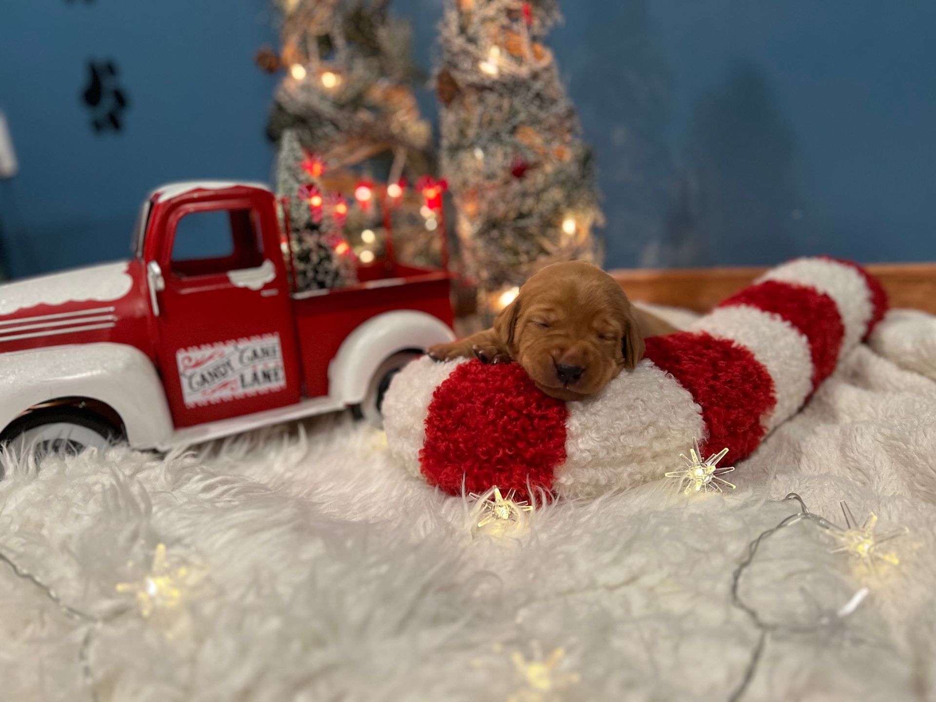 Newborn puppy asleep on a red-and-white striped stocking with a toy truck and Christmas trees.