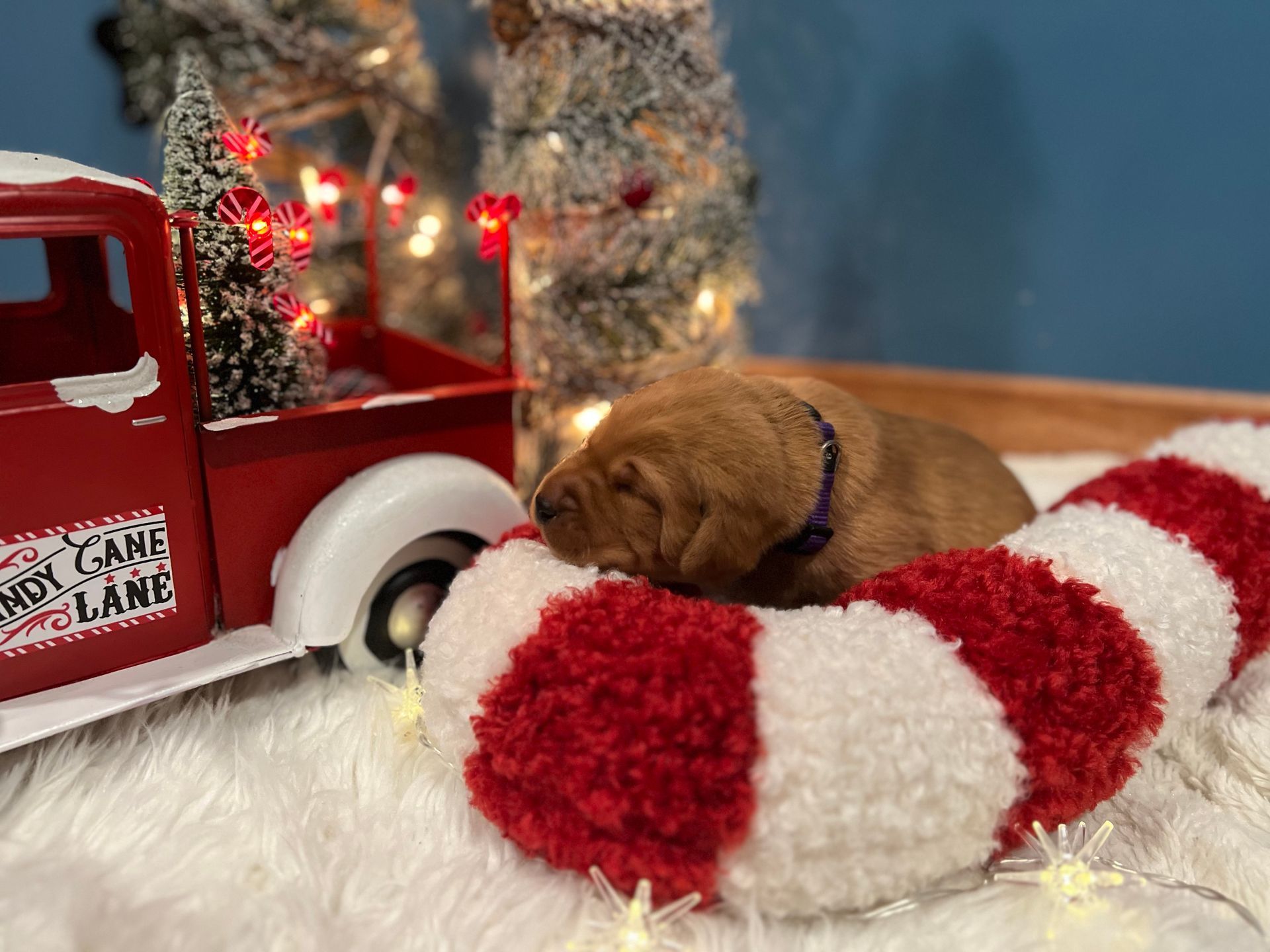 Newborn puppy with purple collar asleep on a red and white candy cane, in front of a toy truck and Christmas decorations.