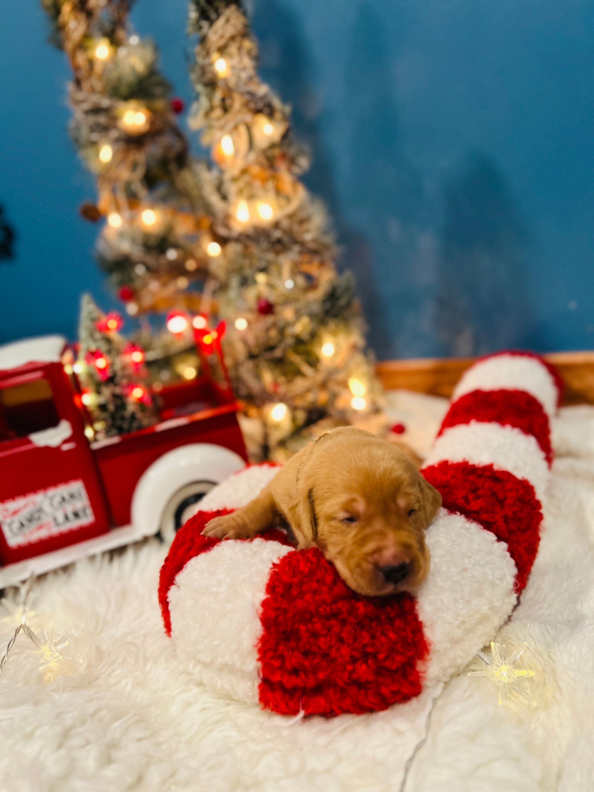 Puppy sleeping on a candy cane-shaped pillow; Christmas decorations in background.