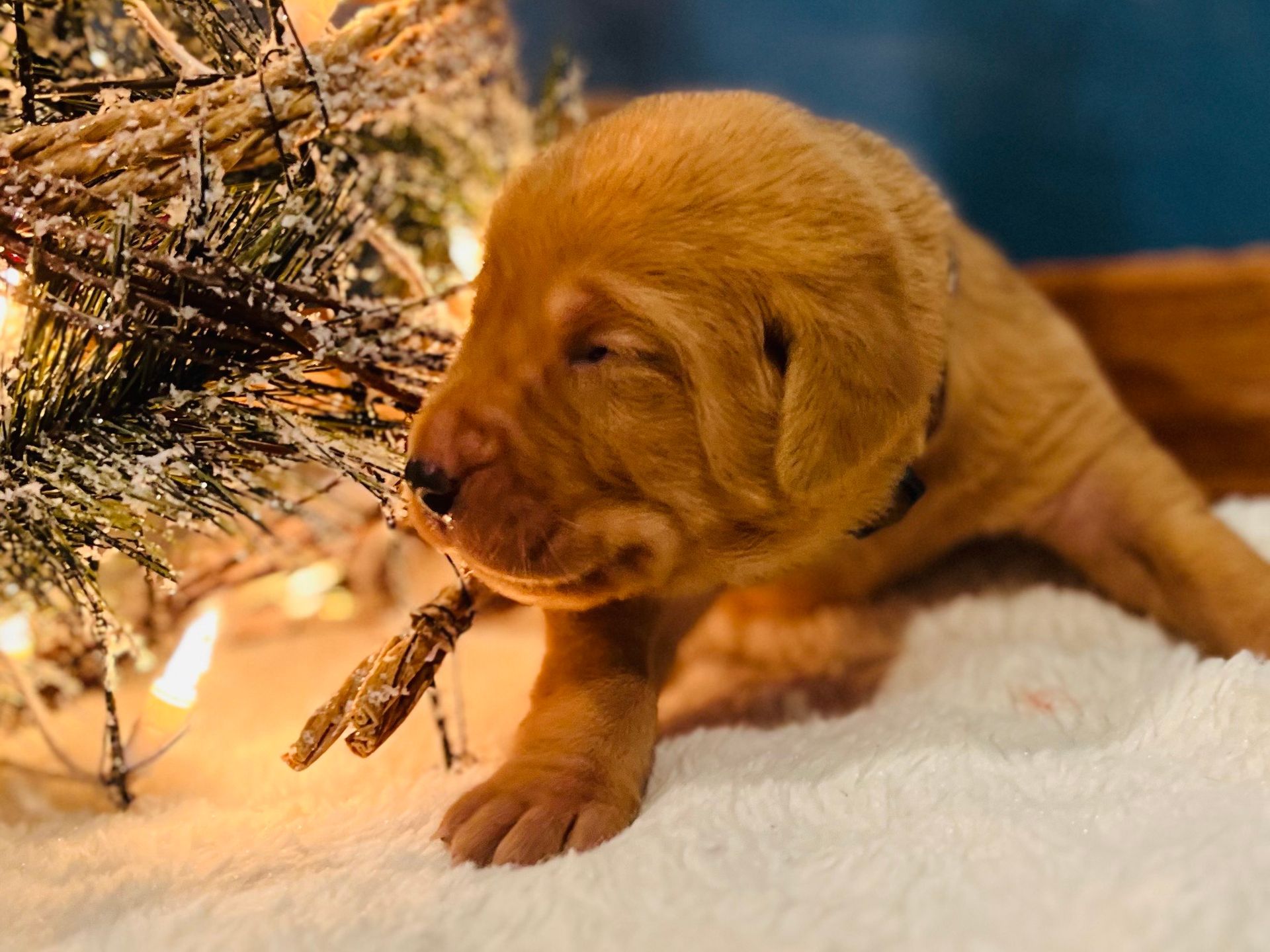 Golden-brown puppy lying on white, fluffy surface next to Christmas tree branches.