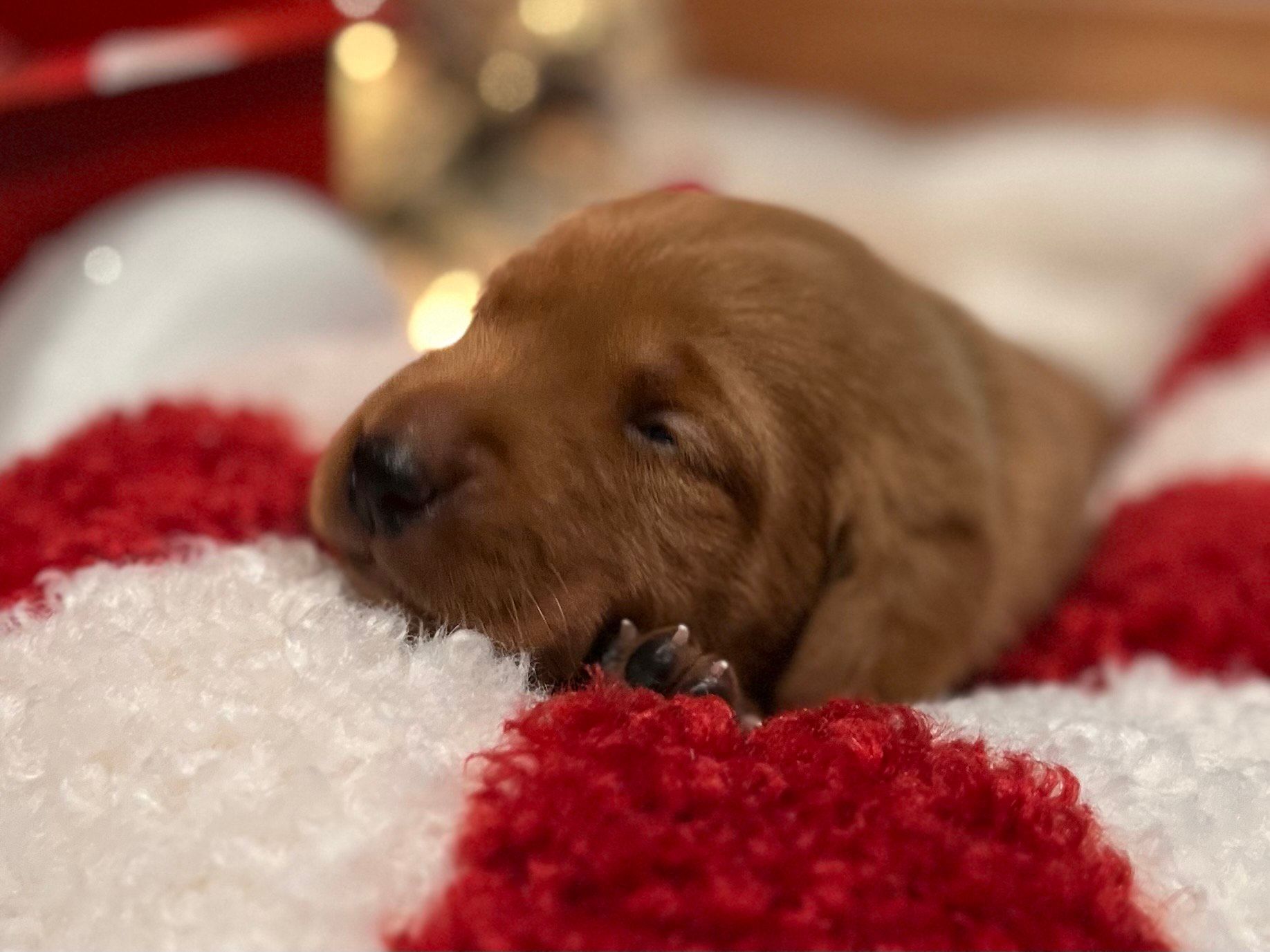 Newborn puppy, reddish-brown fur, sleeping on a red and white checkered blanket.