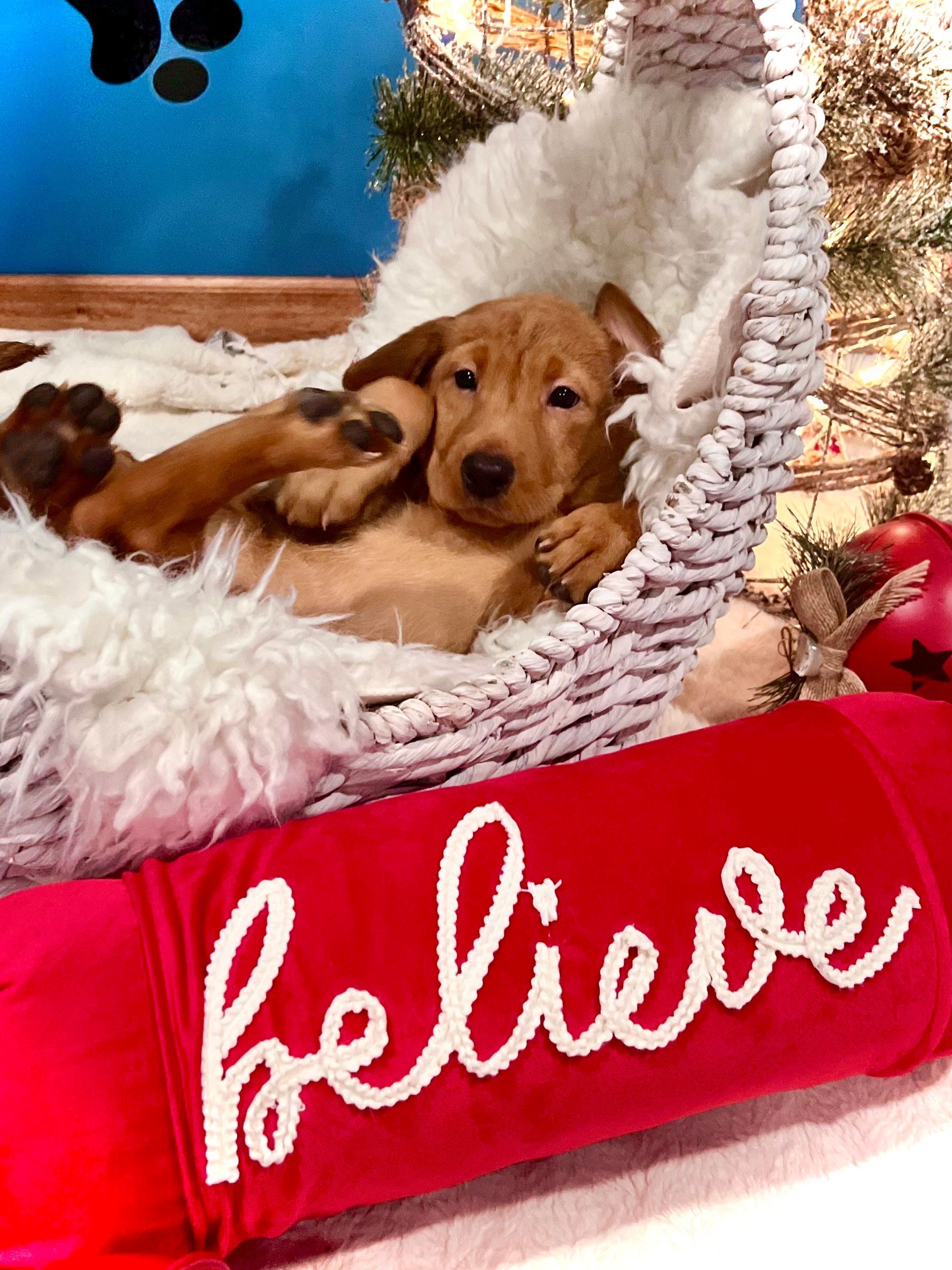 Brown puppy lounging in a white basket bed with a