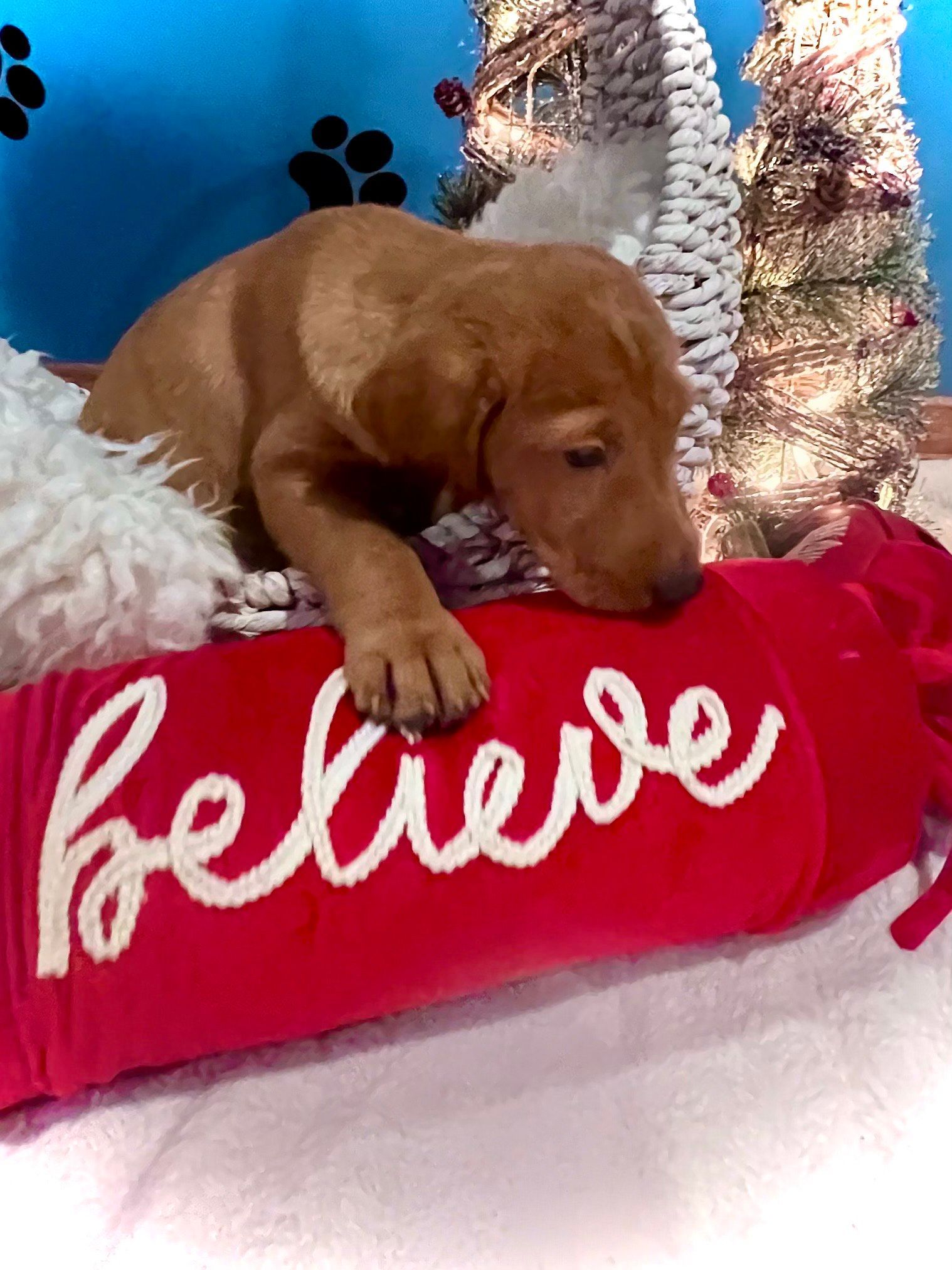Golden puppy with floppy ears atop a red