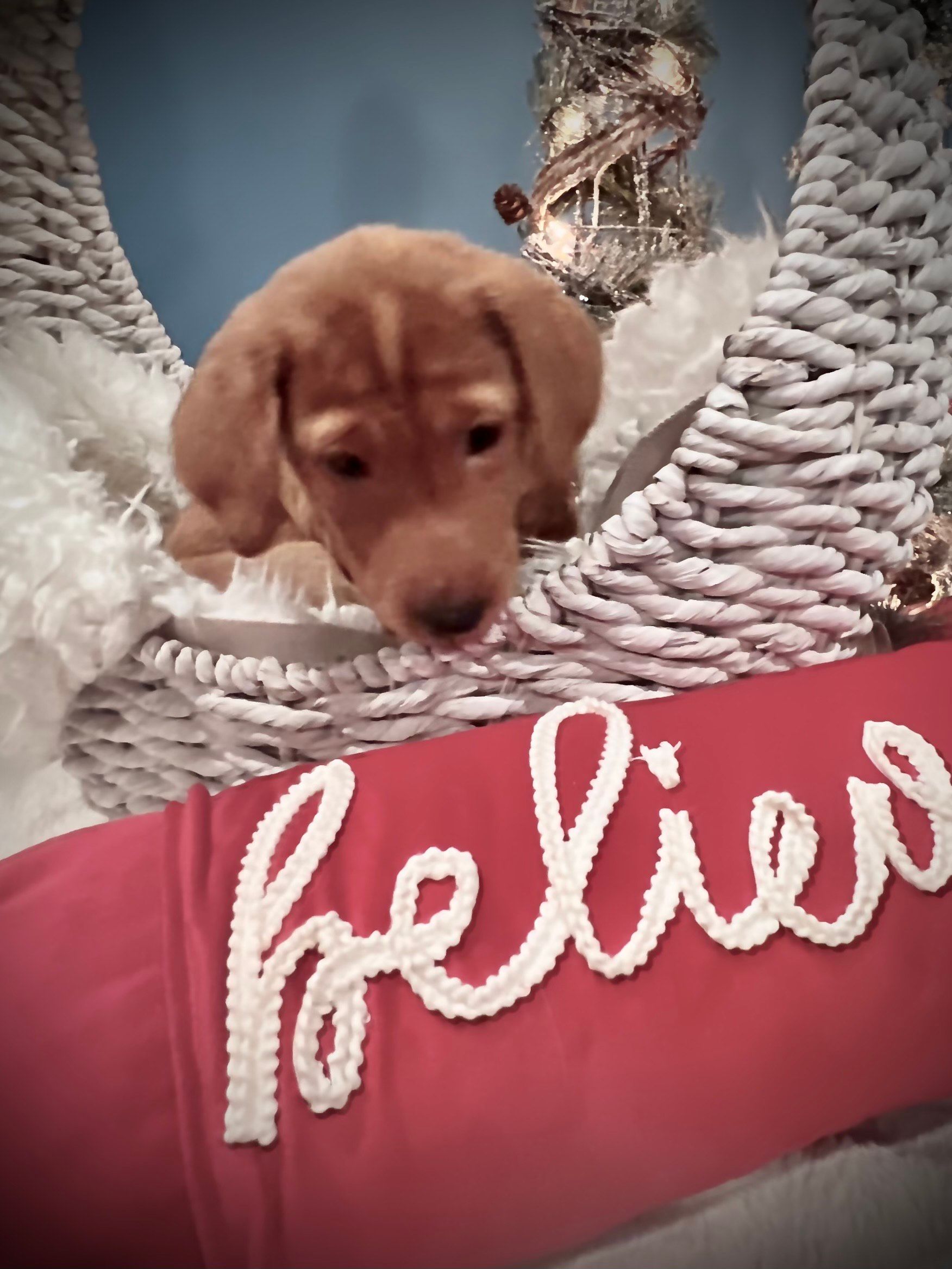 Brown puppy in a white basket, looking down at a red pillow with