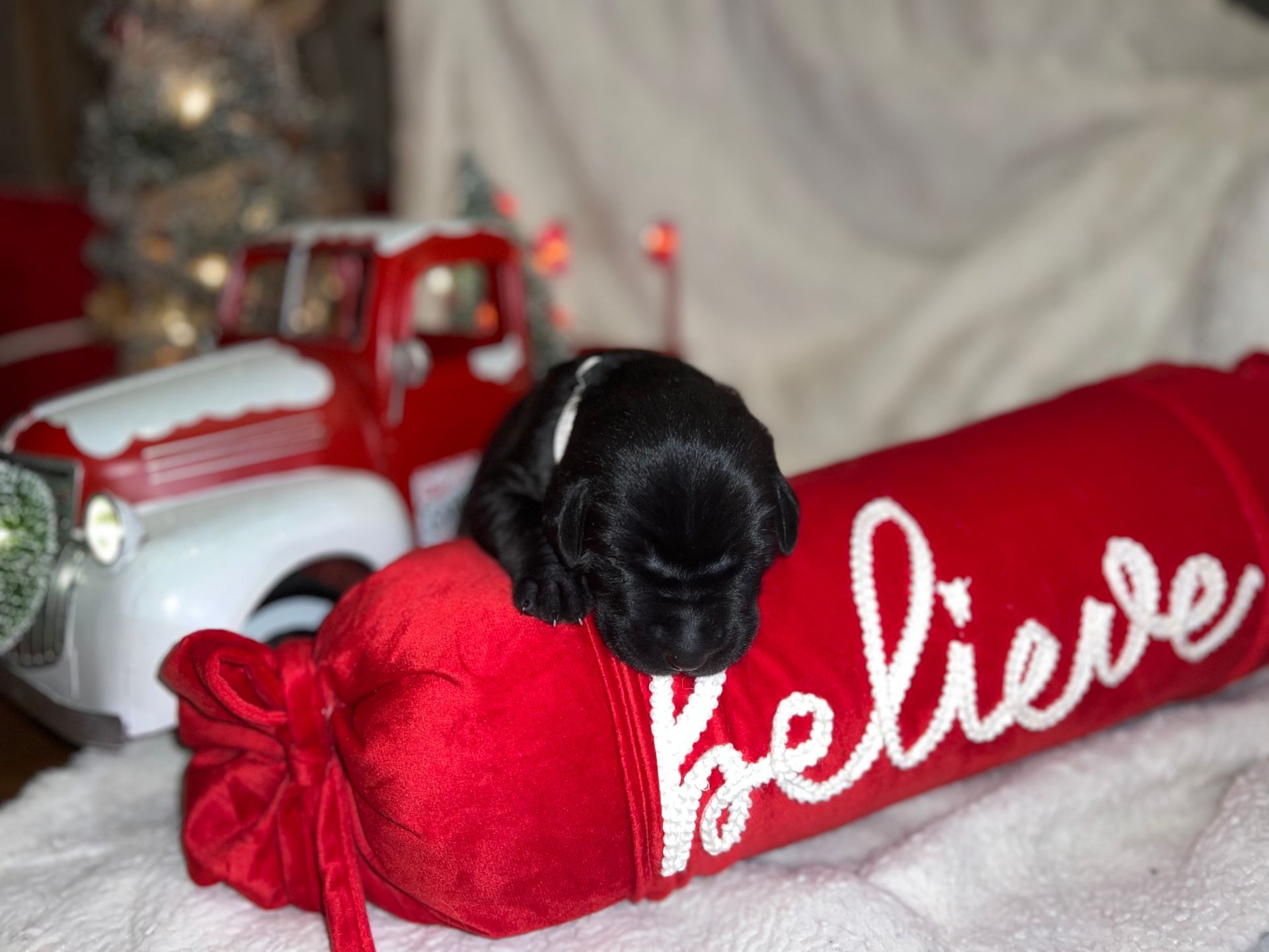 Small black puppy with white markings on a red