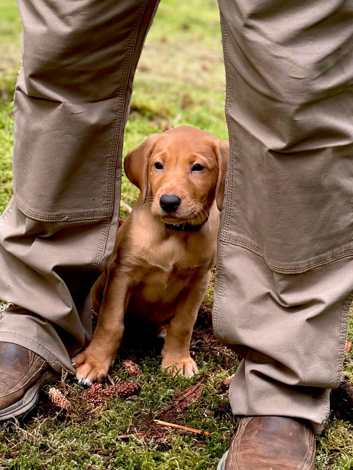 Golden puppy sits between legs of person in brown pants and boots.