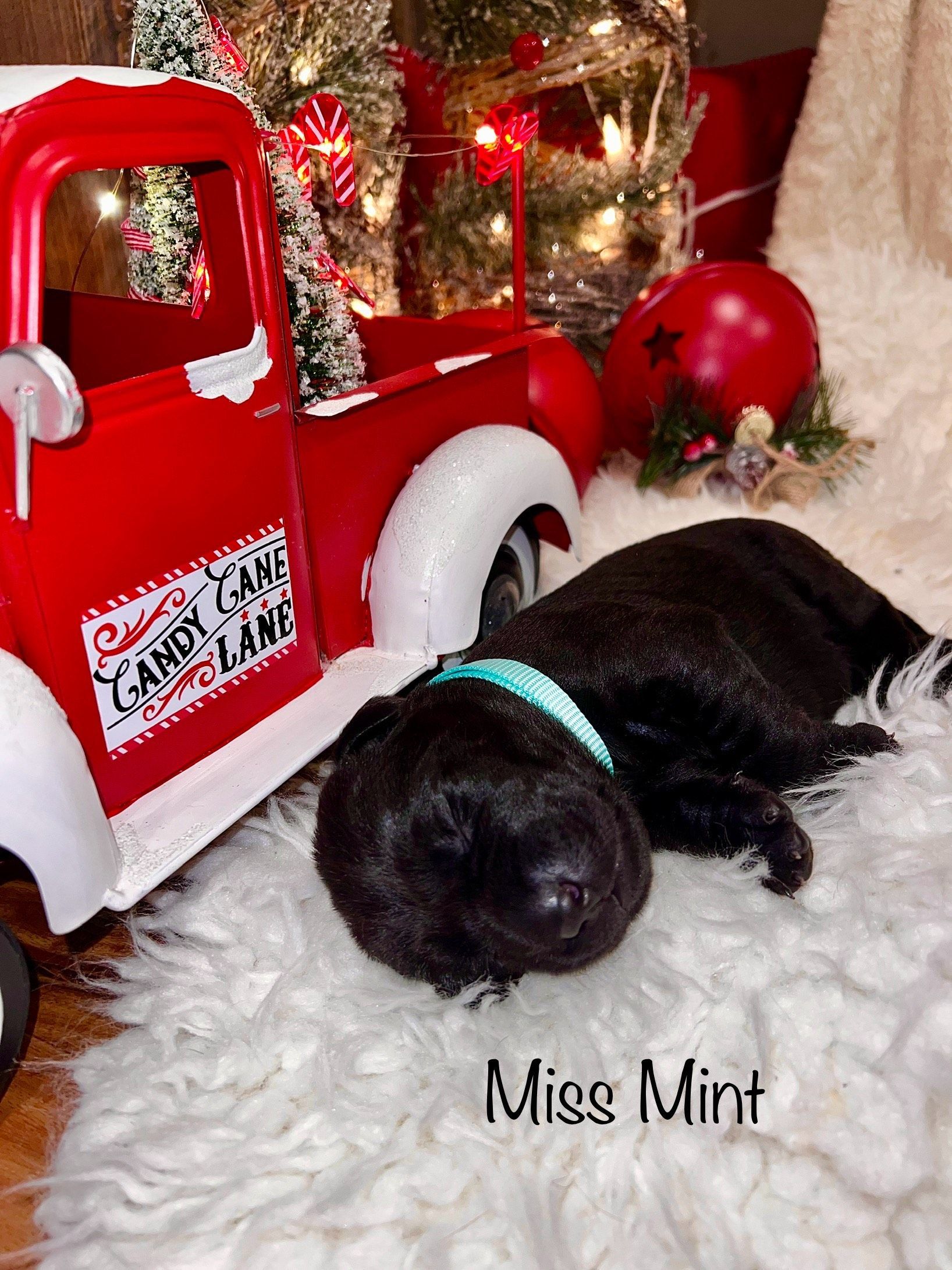 Black puppy with a turquoise collar rests on a white rug next to a red toy truck and holiday decorations.