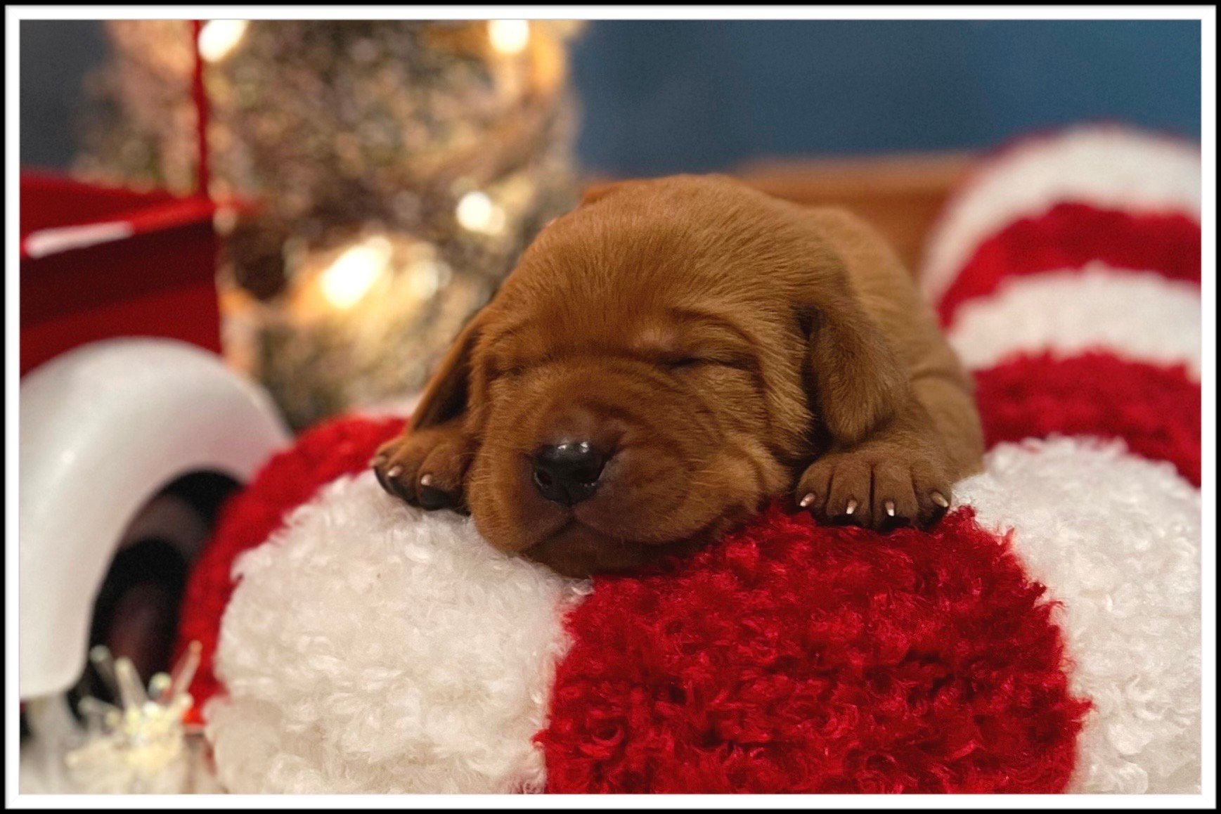 Sleeping brown puppy on a red and white candy cane decoration.