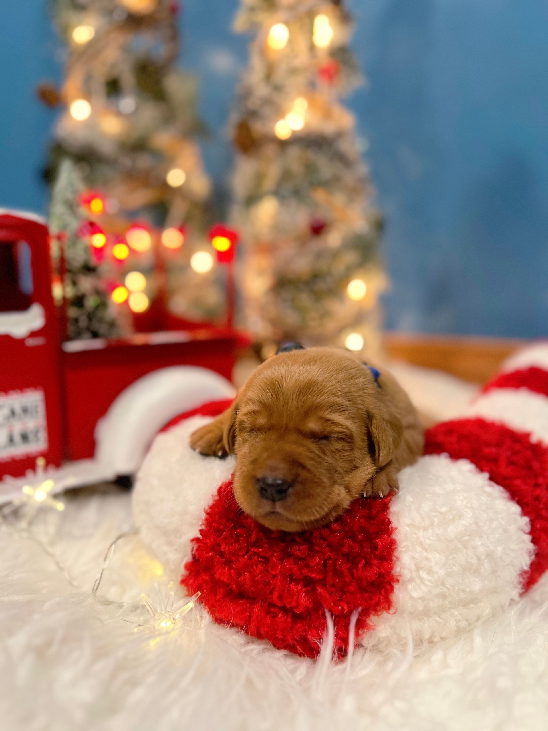 Brown puppy sleeping on a red and white candy cane with Christmas decorations in the background.