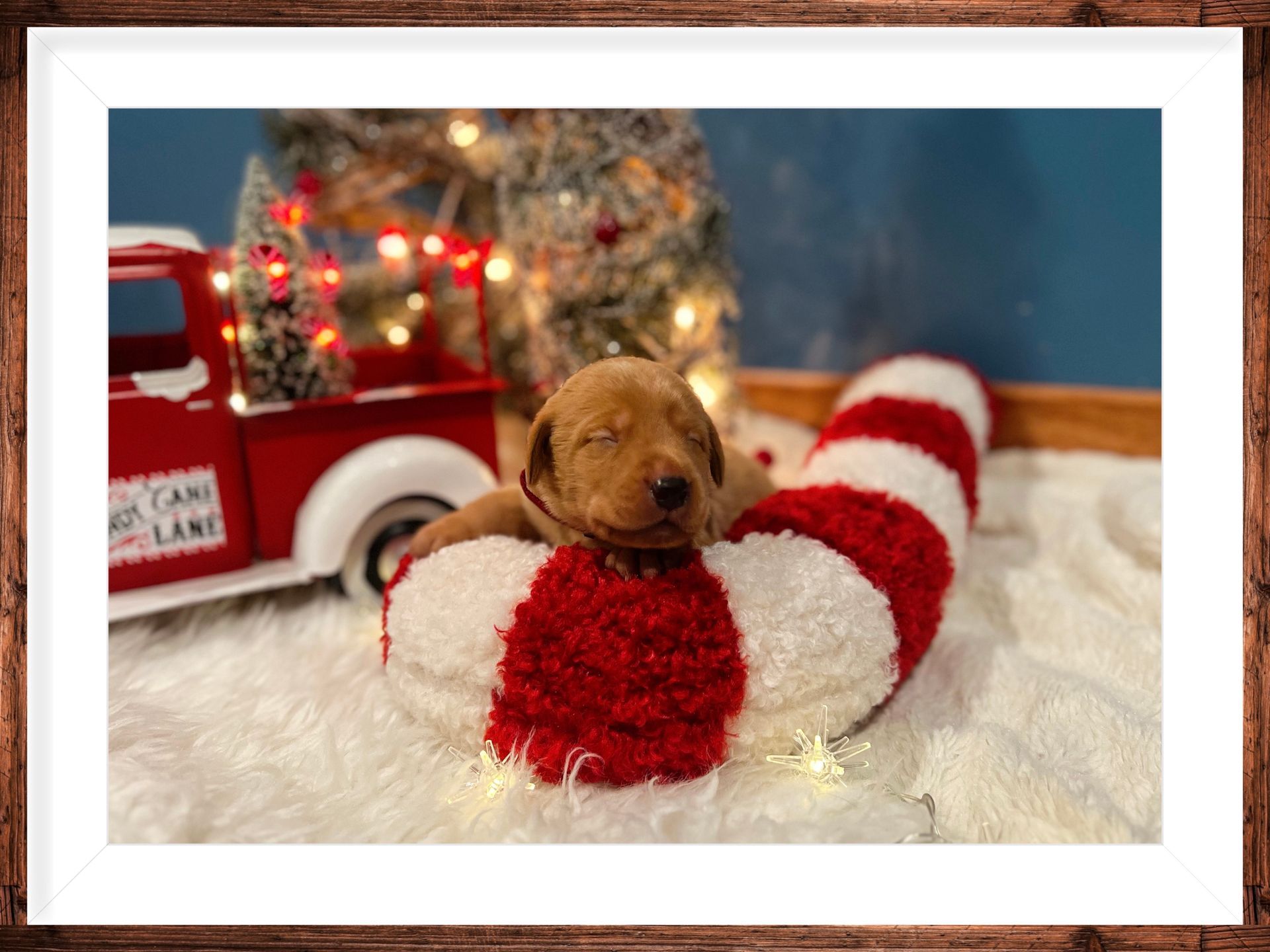 Puppy asleep on a candy cane, with a red truck and Christmas tree in the background.