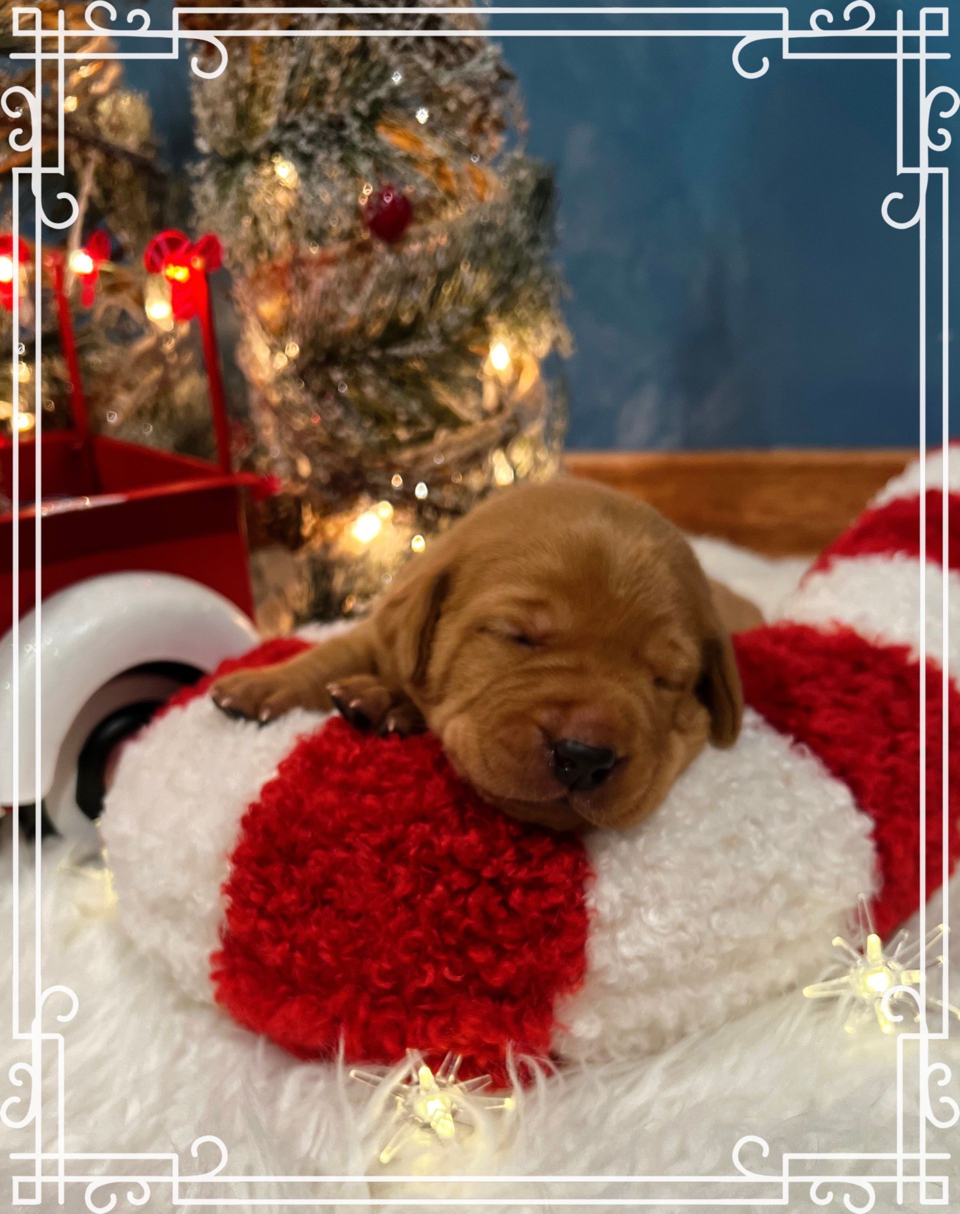 Sleeping puppy on a red and white cushion, with a decorated Christmas tree in the background.
