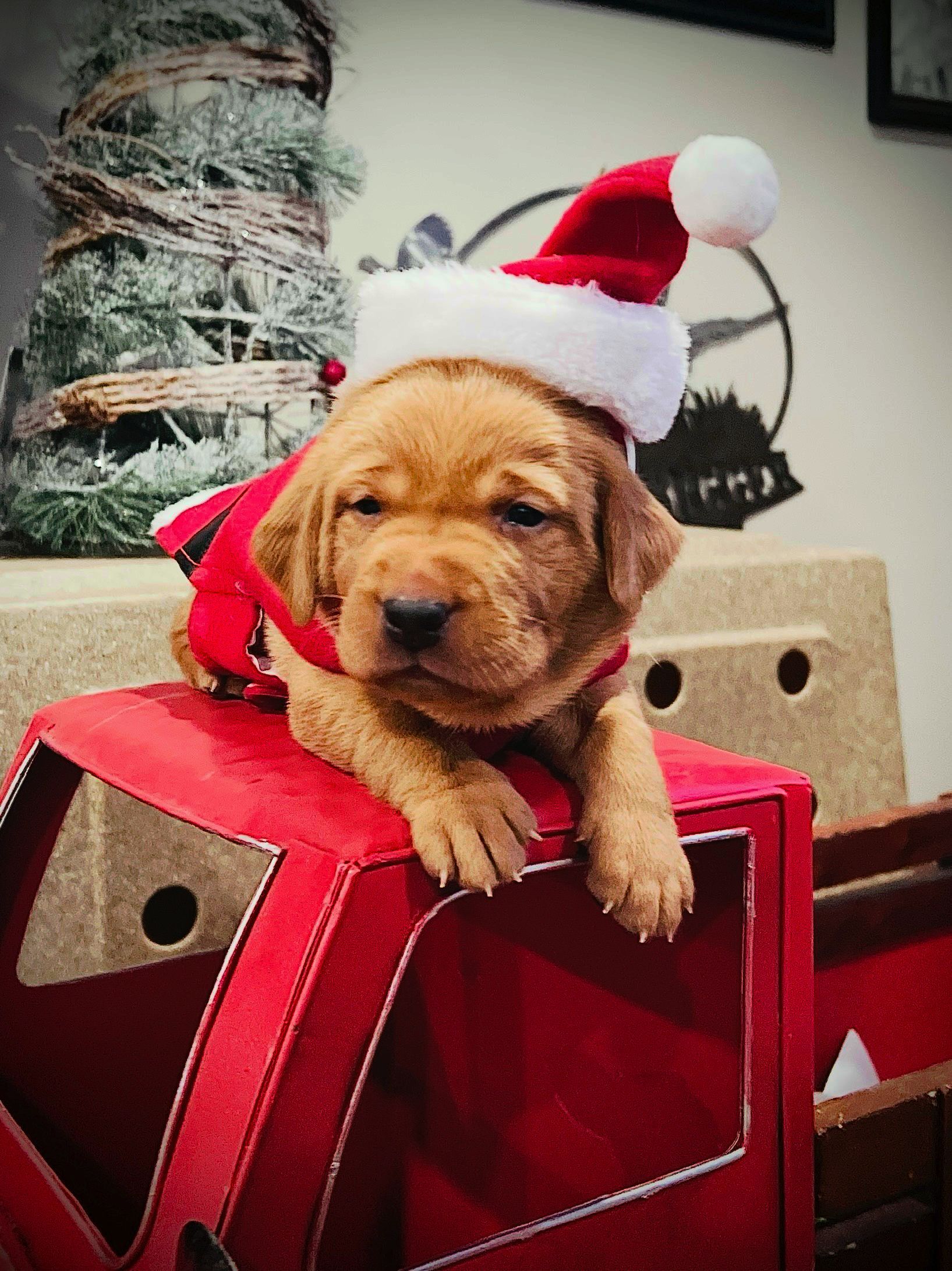 Puppy in a Santa hat and red jacket atop a red truck bed, looking sleepy.