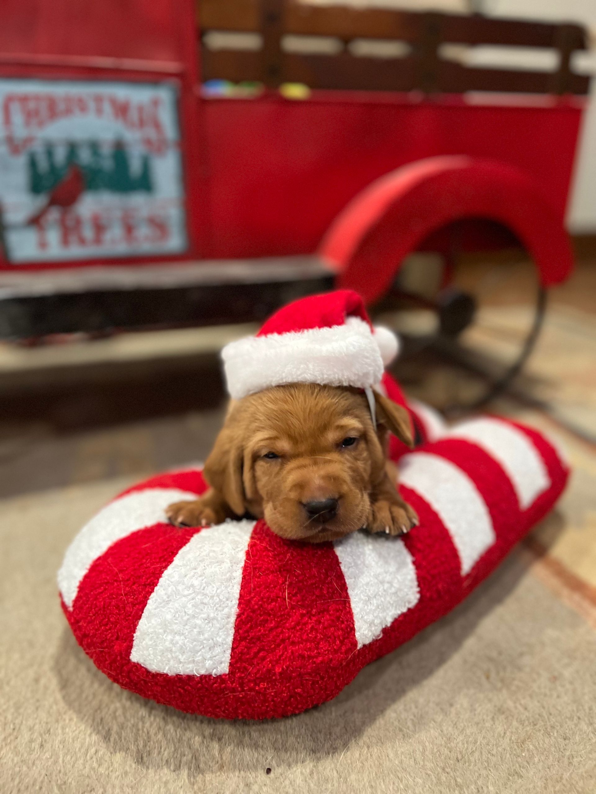 Puppy wearing Santa hat rests on a candy cane, red truck in background.