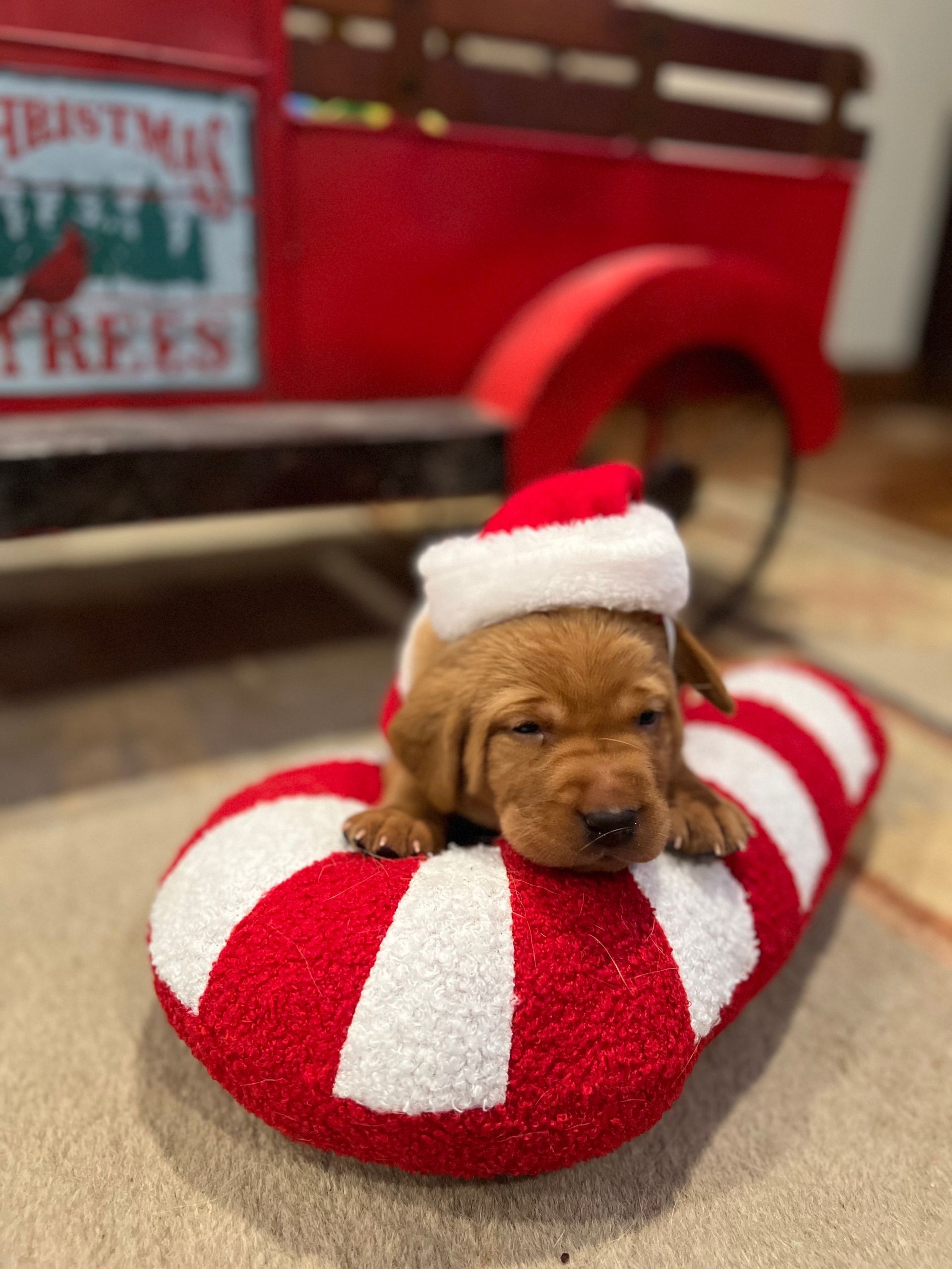 A puppy in a Santa hat rests on a candy cane-shaped pillow in front of a red truck.