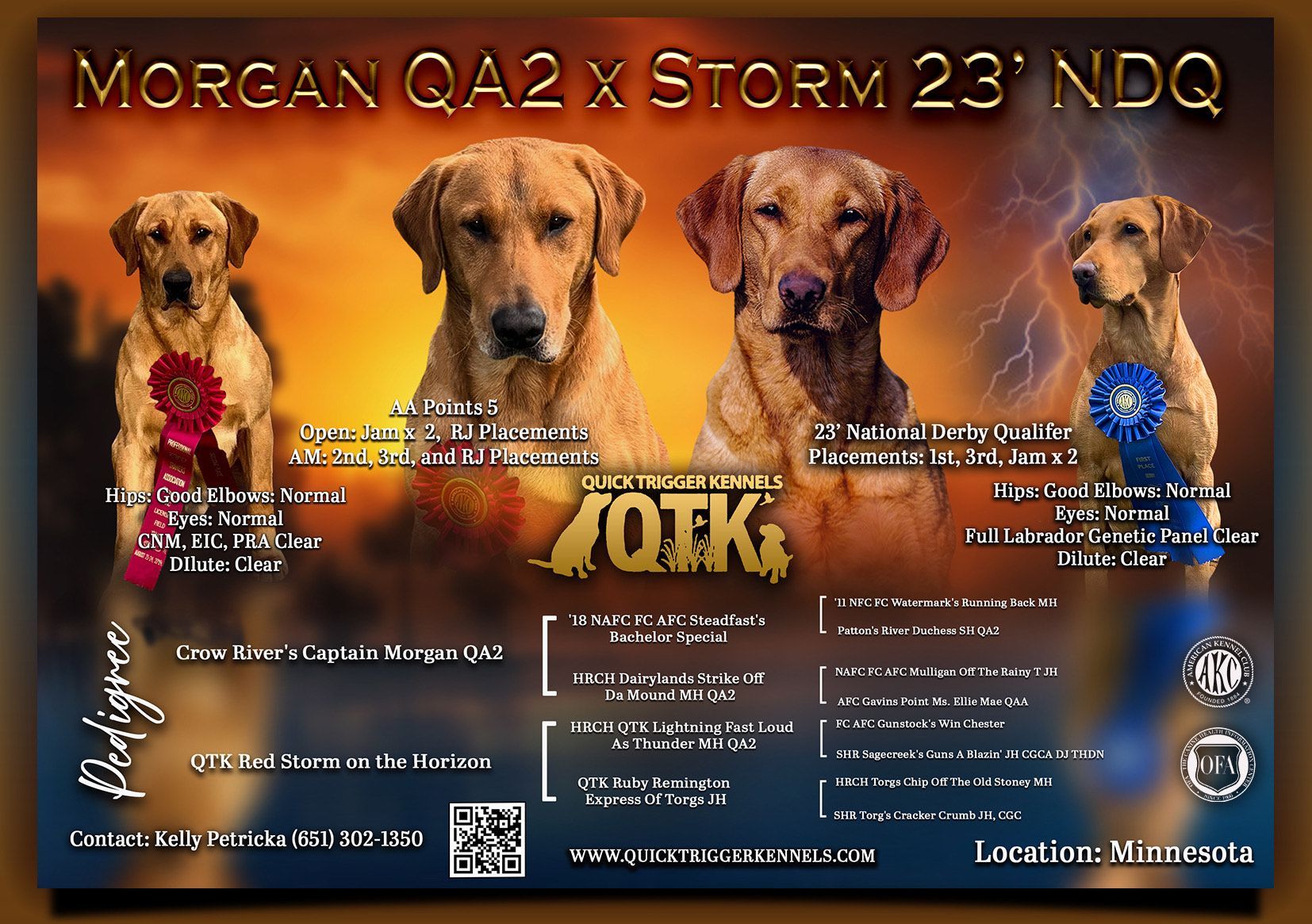 Breeding advertisement: yellow Labs, pedigree info. 