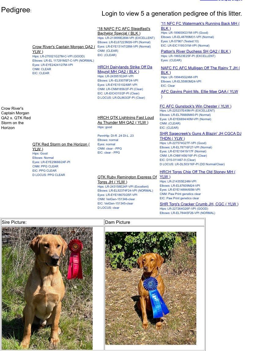 Dog pedigree document with two photos of a dog wearing ribbons.