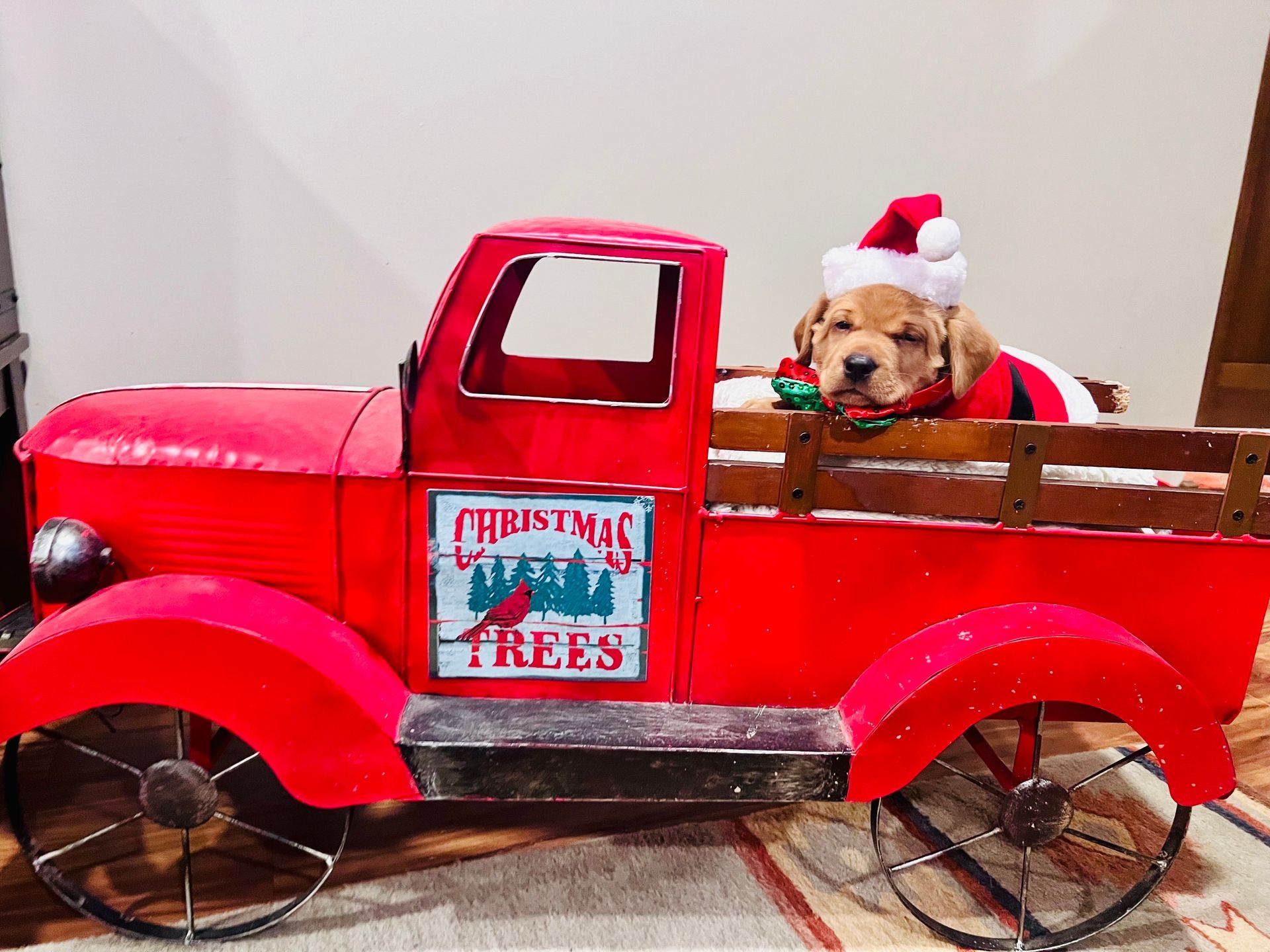 Puppy in Santa hat and suit, sitting in a red Christmas-themed truck with a Christmas tree sign.
