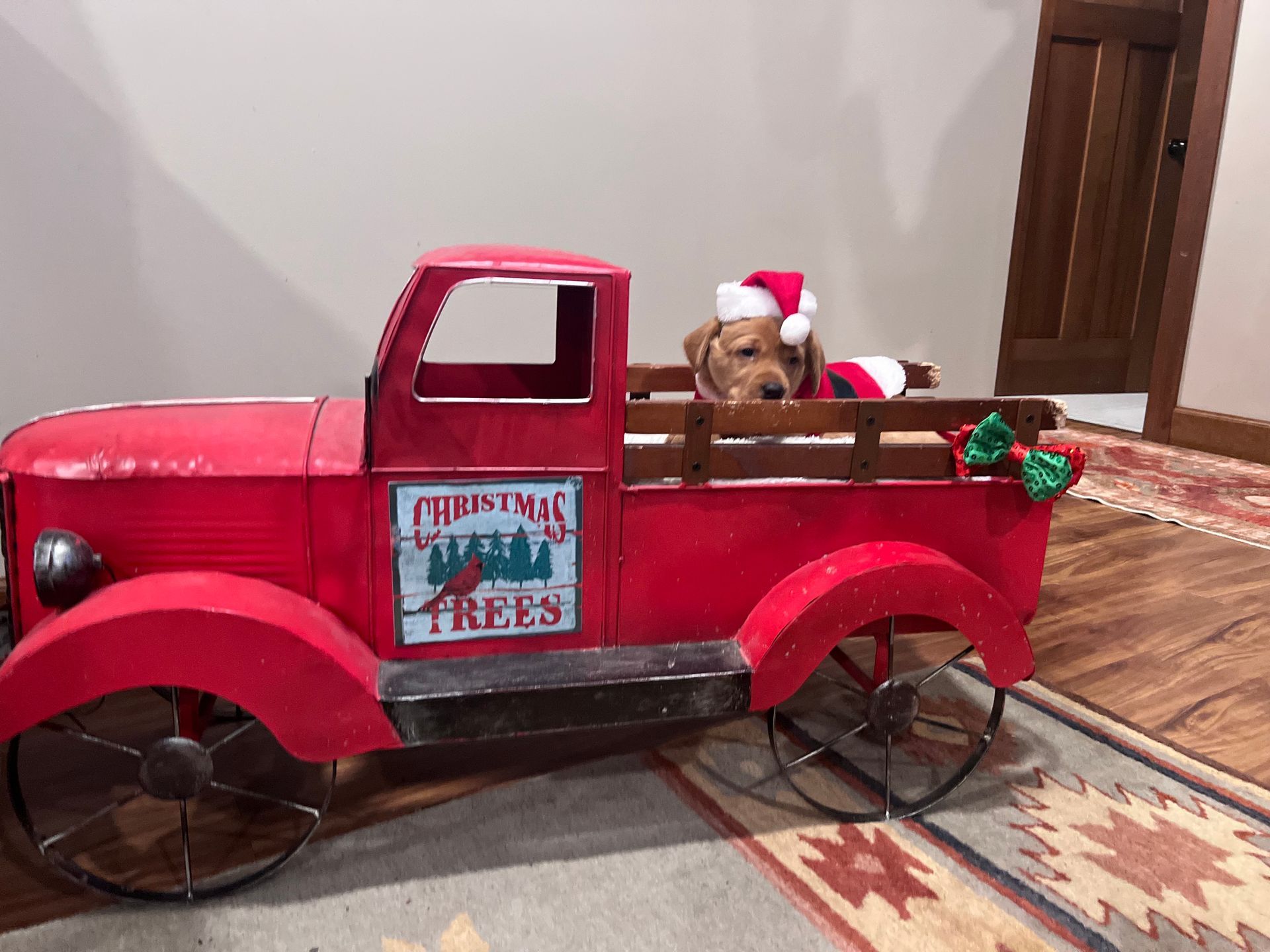 Dog wearing Santa hat in red truck with Christmas Trees sign.