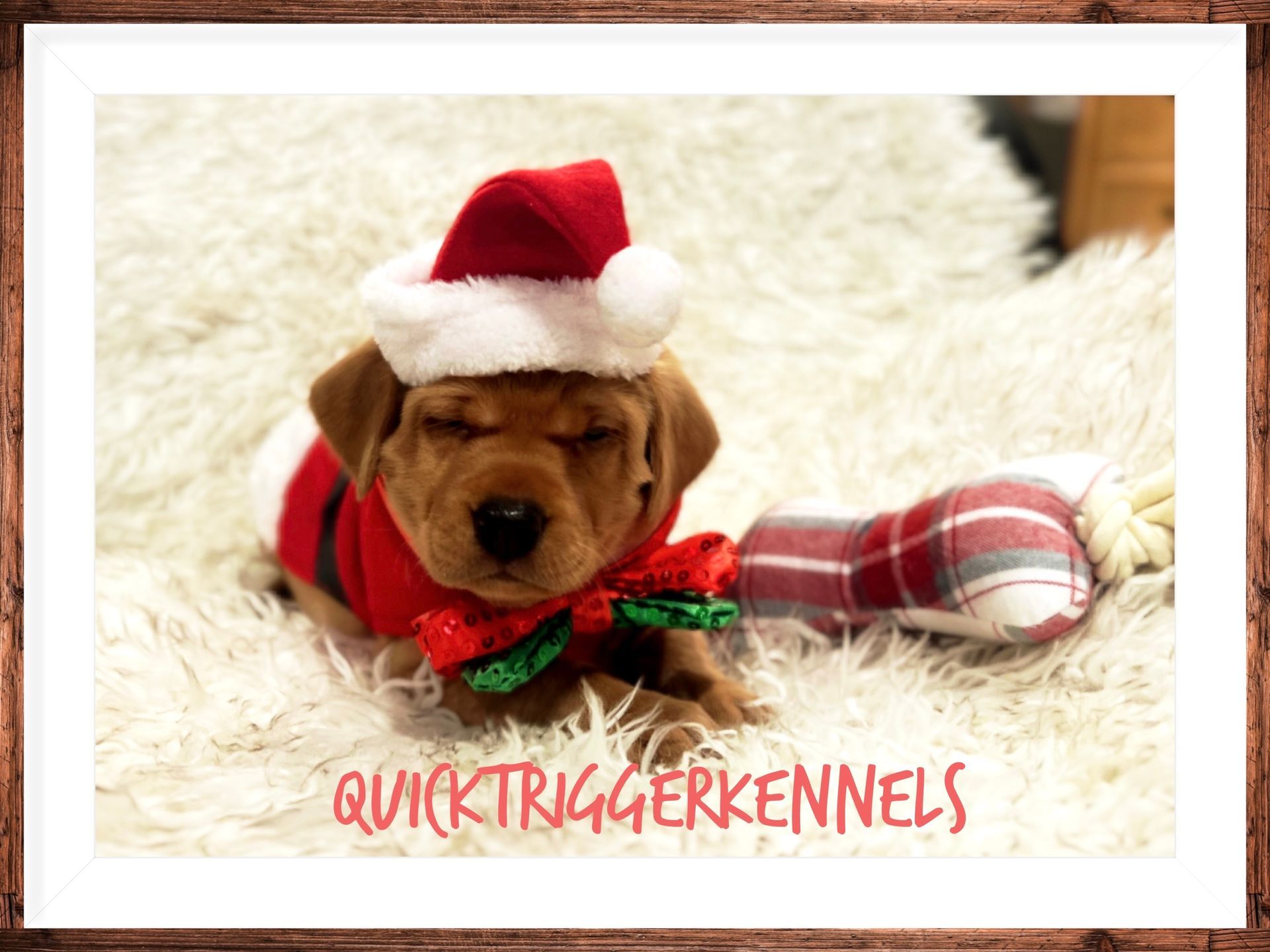 Puppy wearing a Santa hat and outfit lying on a fluffy white surface, next to a toy.