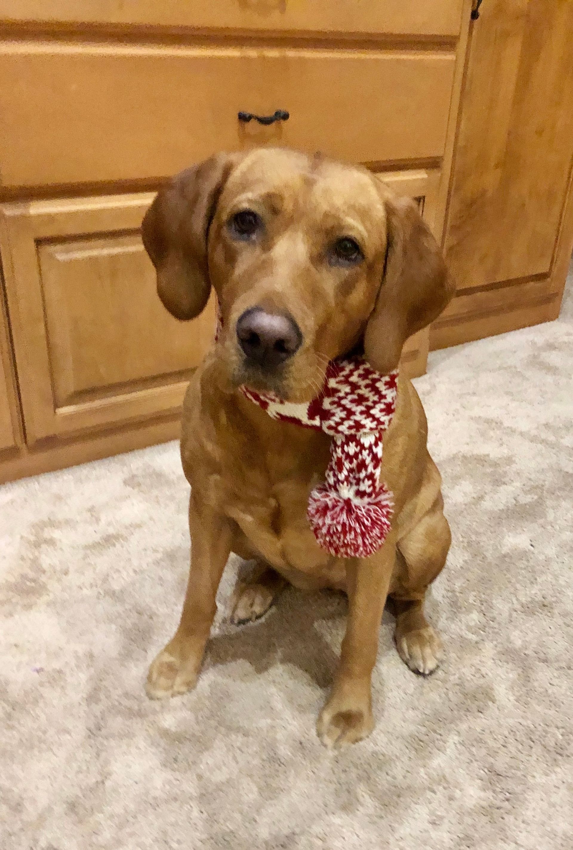 Brown dog with floppy ears wearing a red and white scarf, sitting on a light carpet near wooden cabinets.