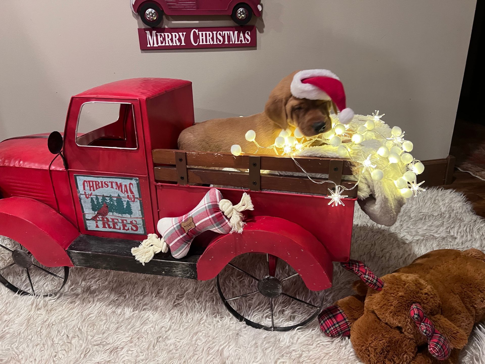 Dog in a Santa hat, laying in a red truck bed decorated with Christmas lights and a toy.