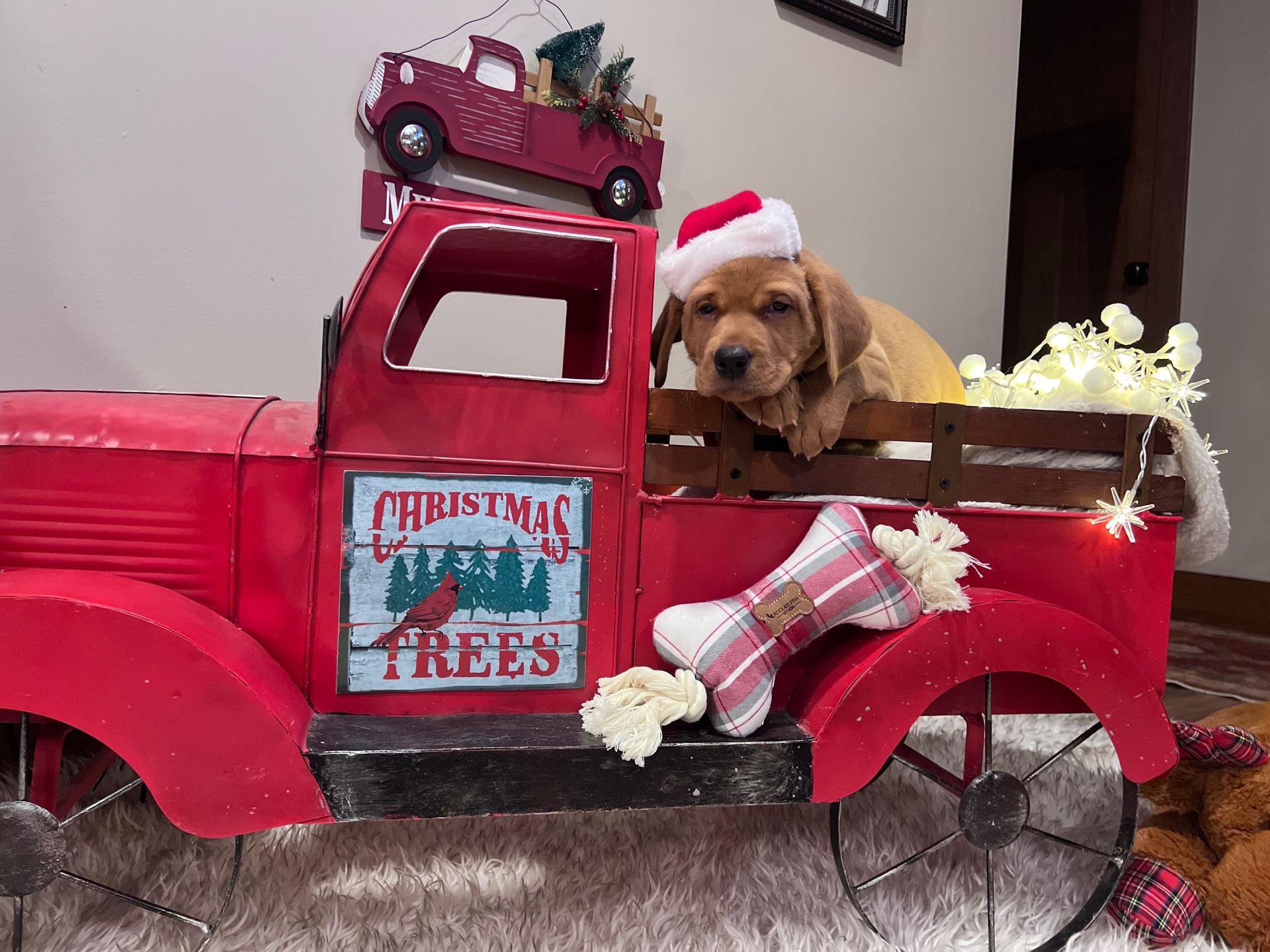 Puppy in a Santa hat in a red Christmas truck, looking out, bed filled with lights and a bone-shaped toy.