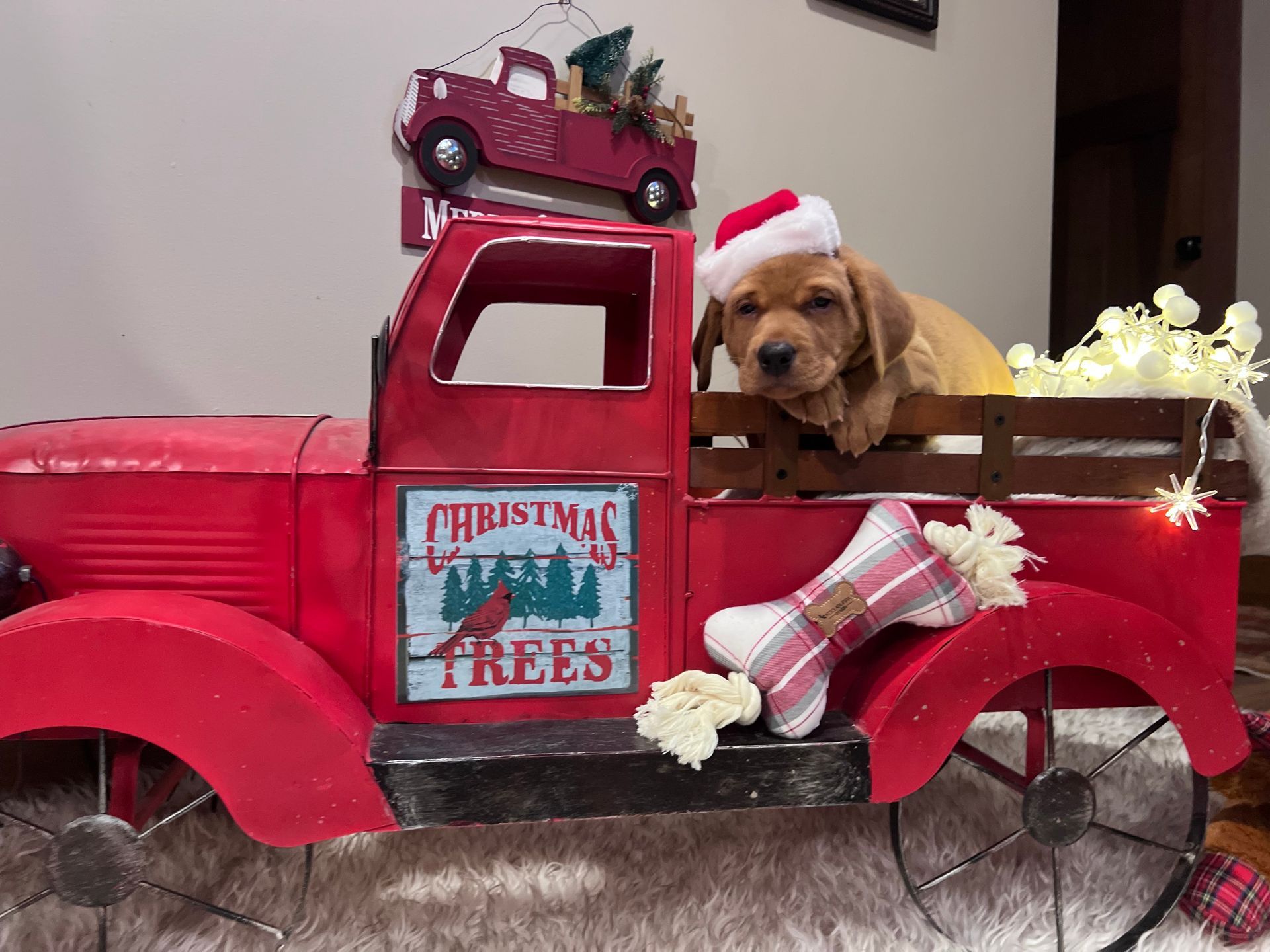 Puppy in a Santa hat sits in a red Christmas truck with a