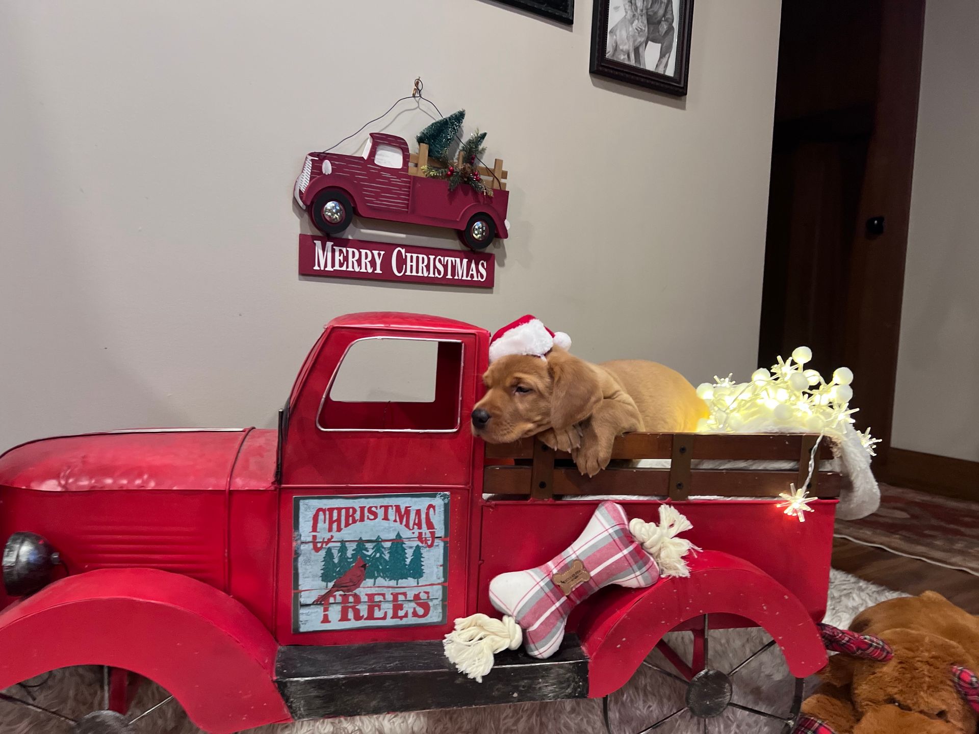 Golden puppy in a red Christmas truck bed, wearing a Santa hat. Festive decor with lights and a sign.