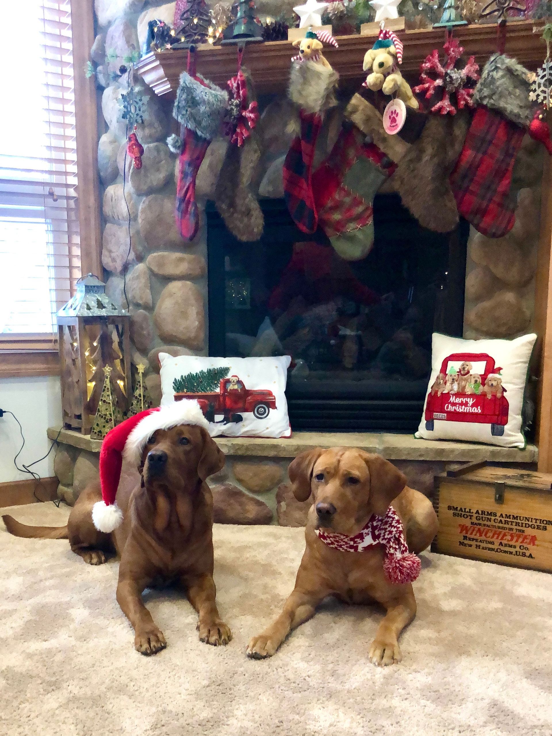 Two dogs wearing Christmas accessories sit in front of a decorated fireplace.