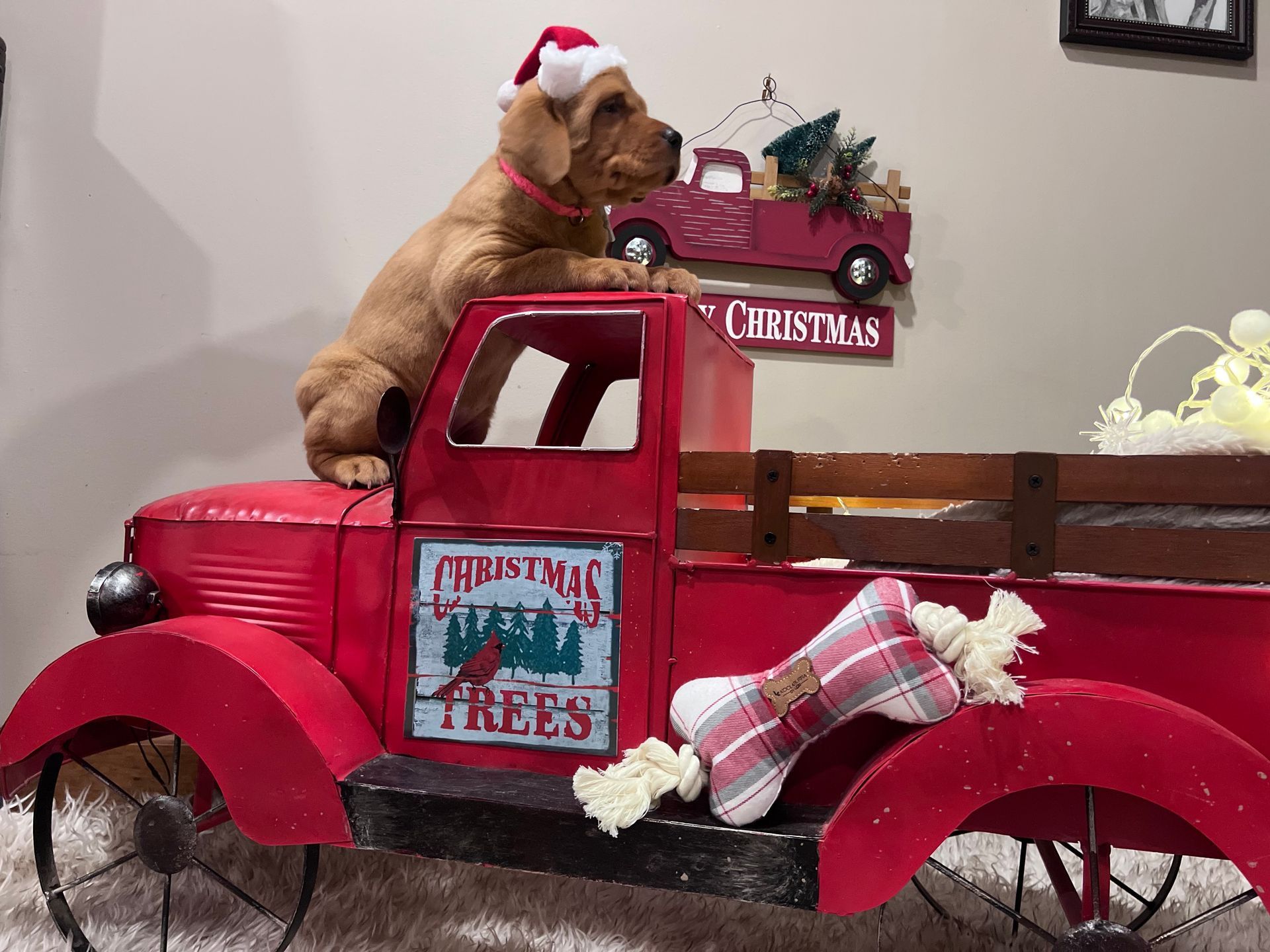 Puppy in Santa hat atop red Christmas truck decoration with