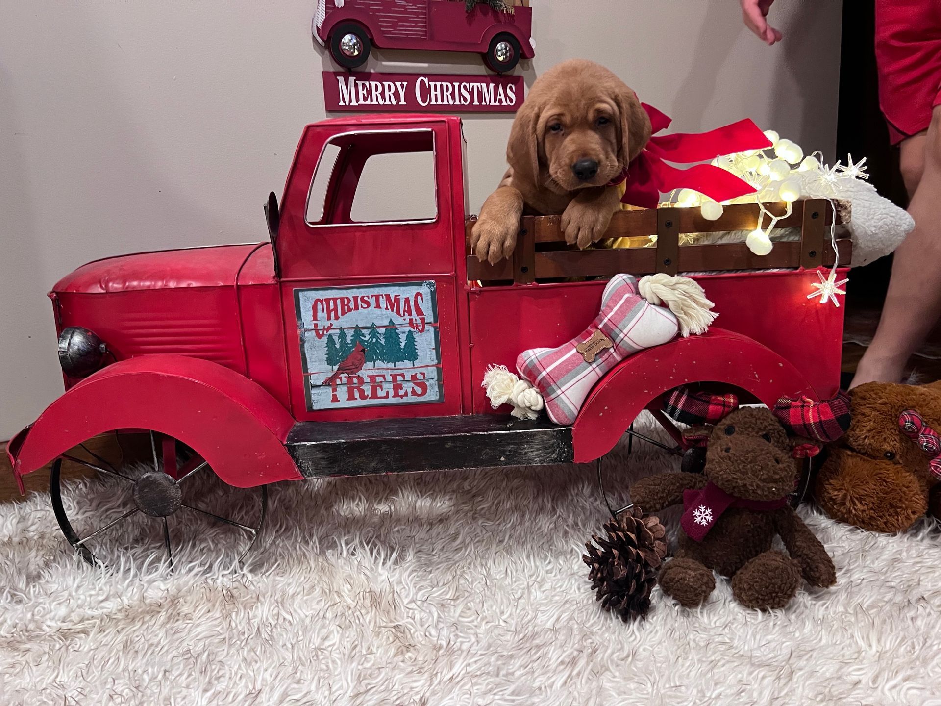 Puppy in a red toy truck with Christmas decorations.