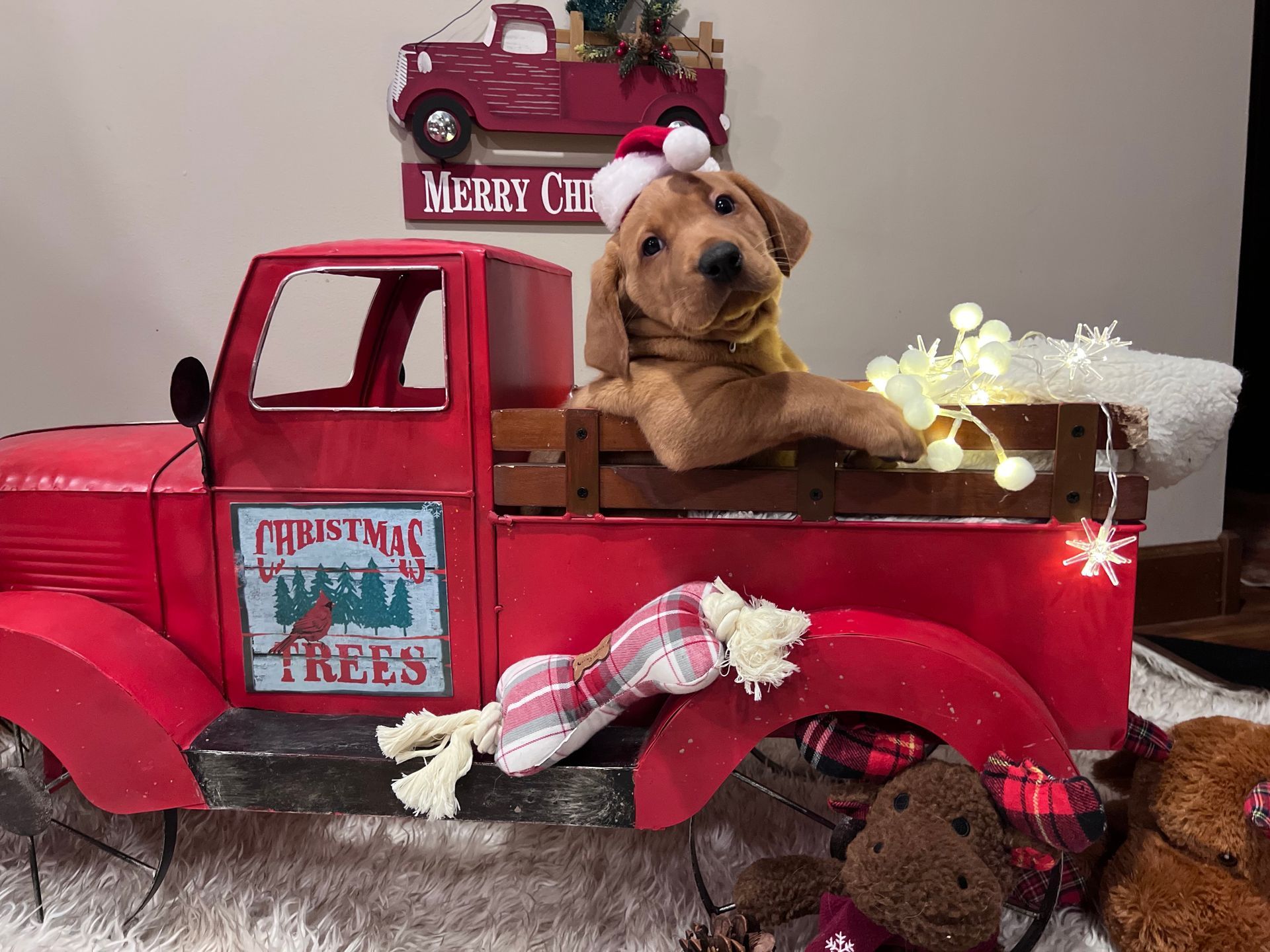 Puppy wearing a Santa hat in a red Christmas truck, looking at the camera.