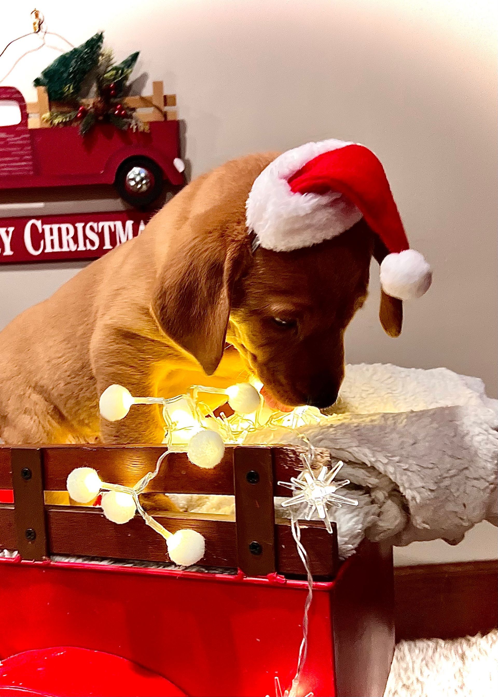 Brown puppy wearing Santa hat, sniffing at illuminated bed in red wagon; Christmas setting.