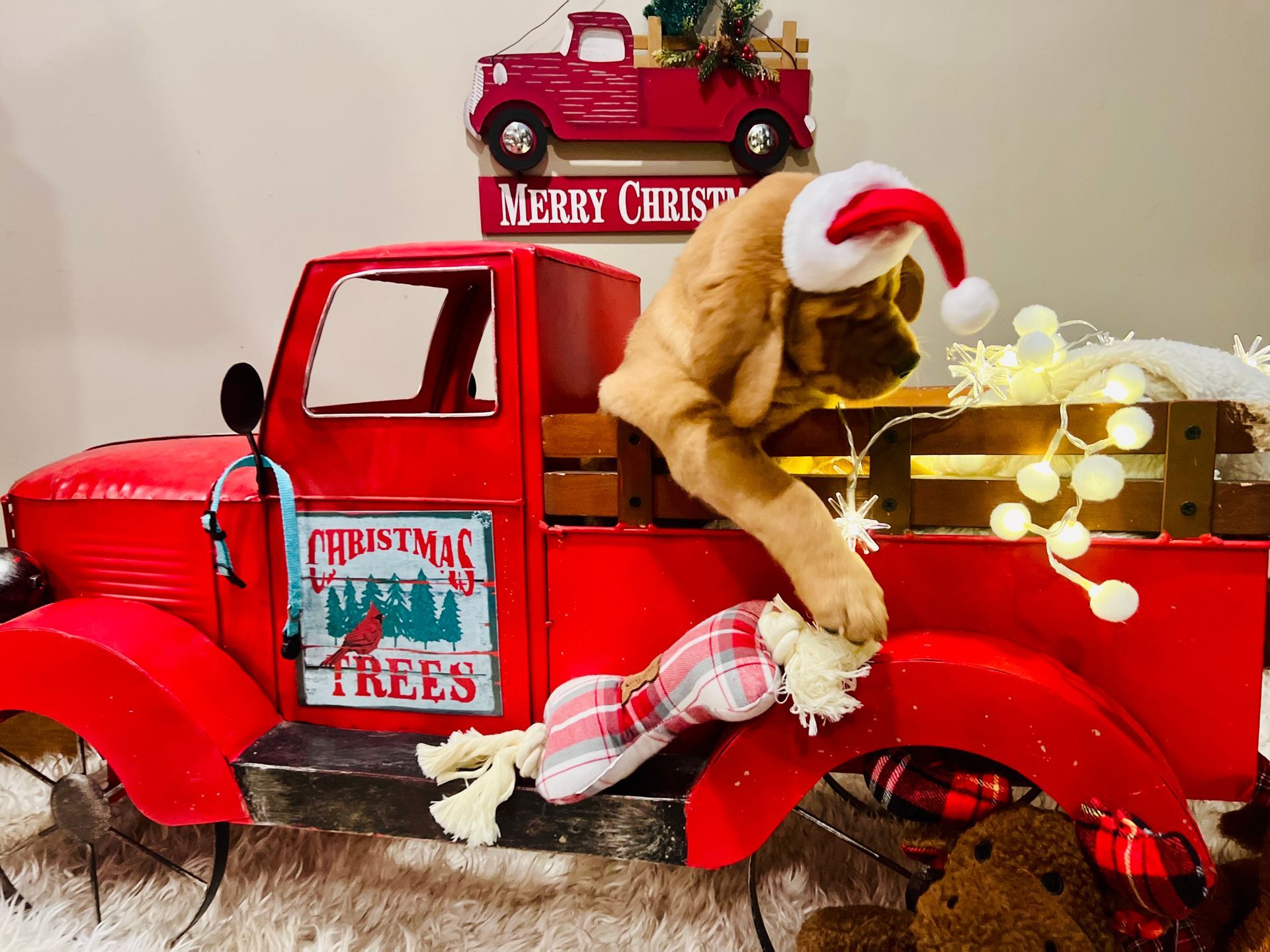 Puppy wearing Santa hat climbing out of a red truck decorated for Christmas.