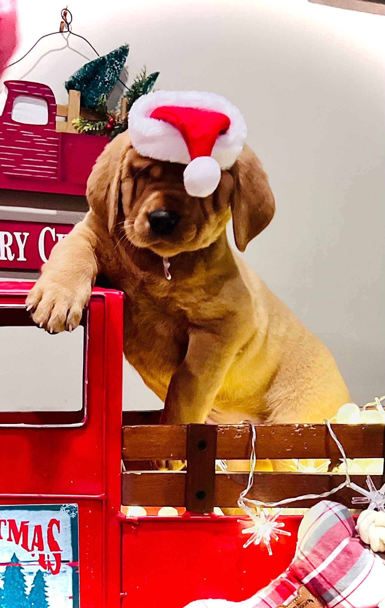 Puppy wearing Santa hat sits in a red truck bed decorated for Christmas.