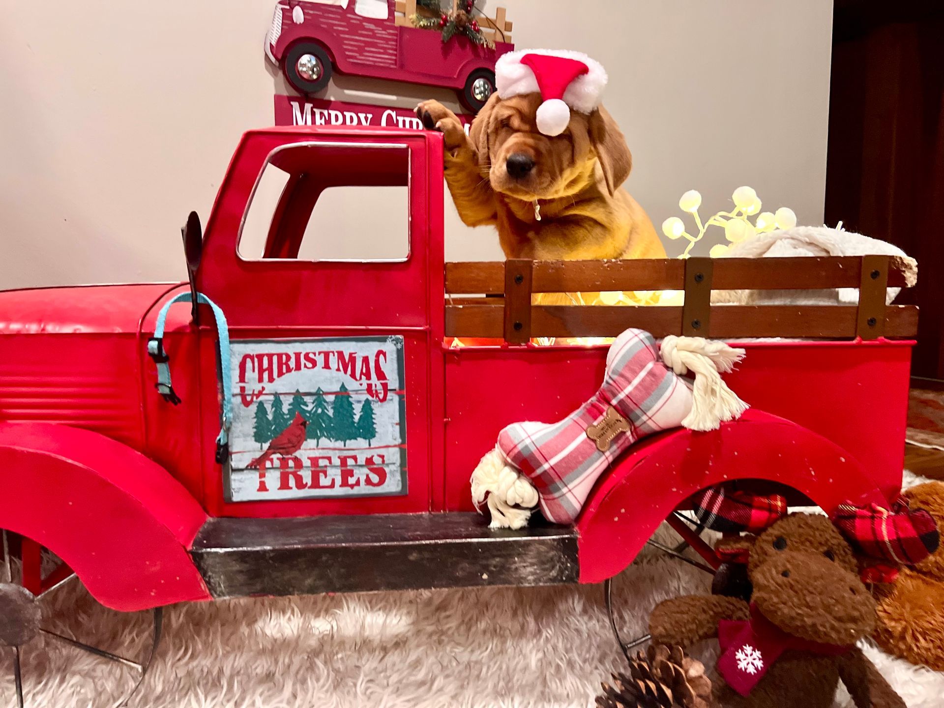 Dog wearing a Santa hat inside a red truck decorated for Christmas.