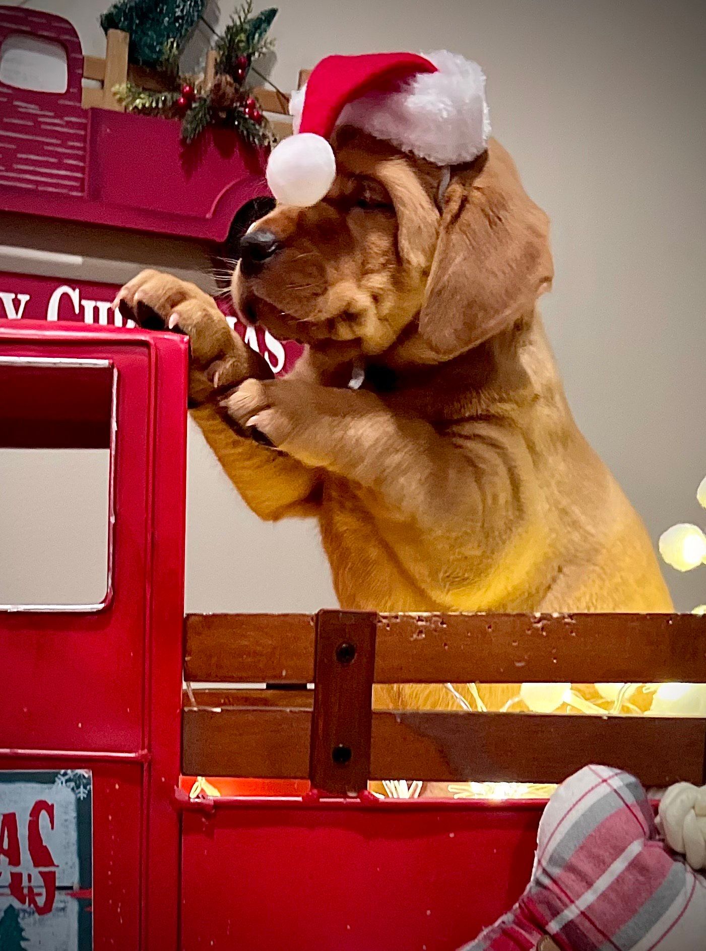 Puppy in a Santa hat peers over the side of a red truck bed, looking at something.