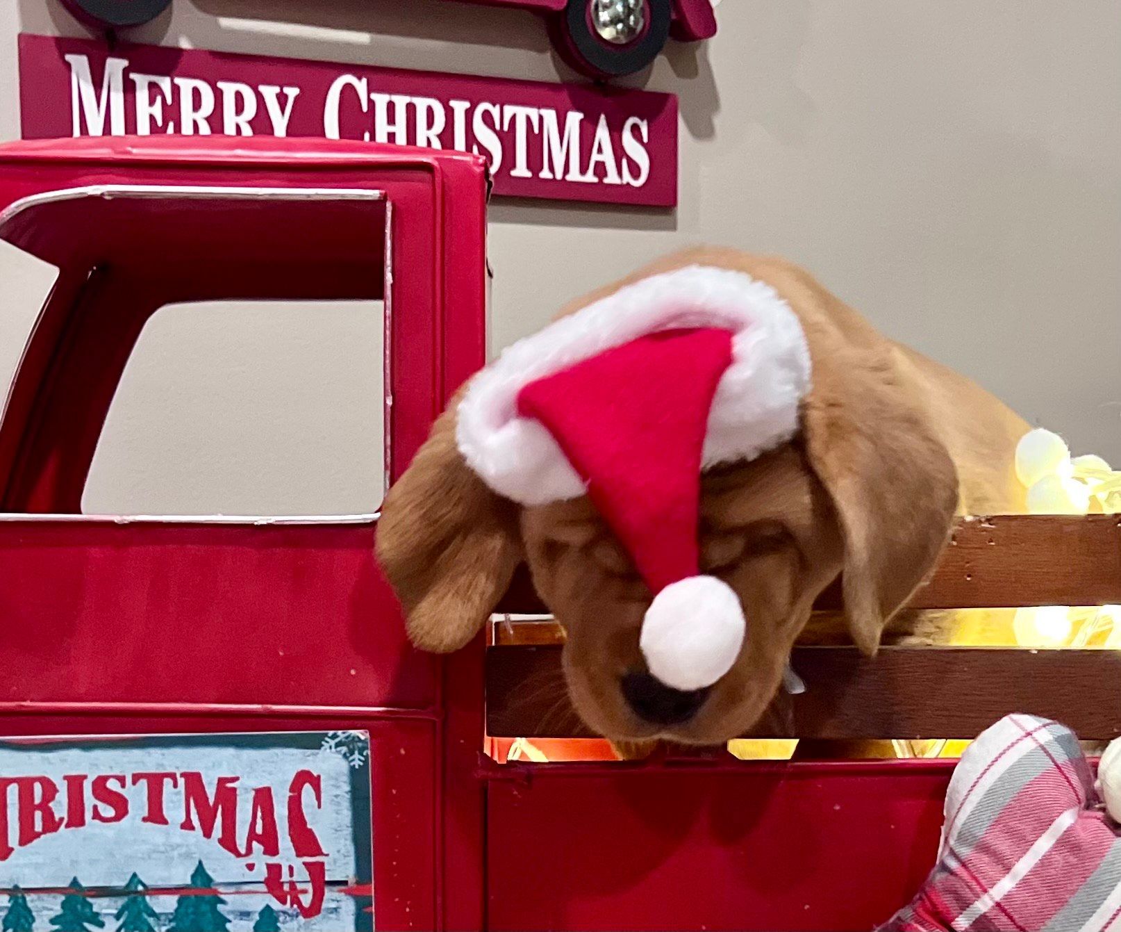 Puppy wearing a Santa hat, sleeping in a red truck bed with