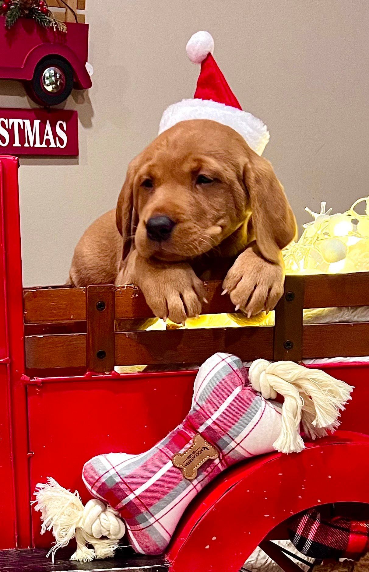 Puppy wearing a Santa hat in a red truck, with a bone toy.
