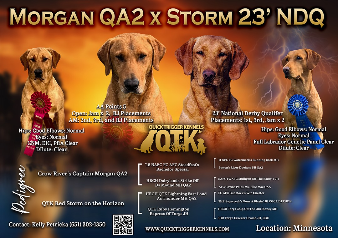 Yellow Lab dogs with ribbons, breeding advertisement. 
