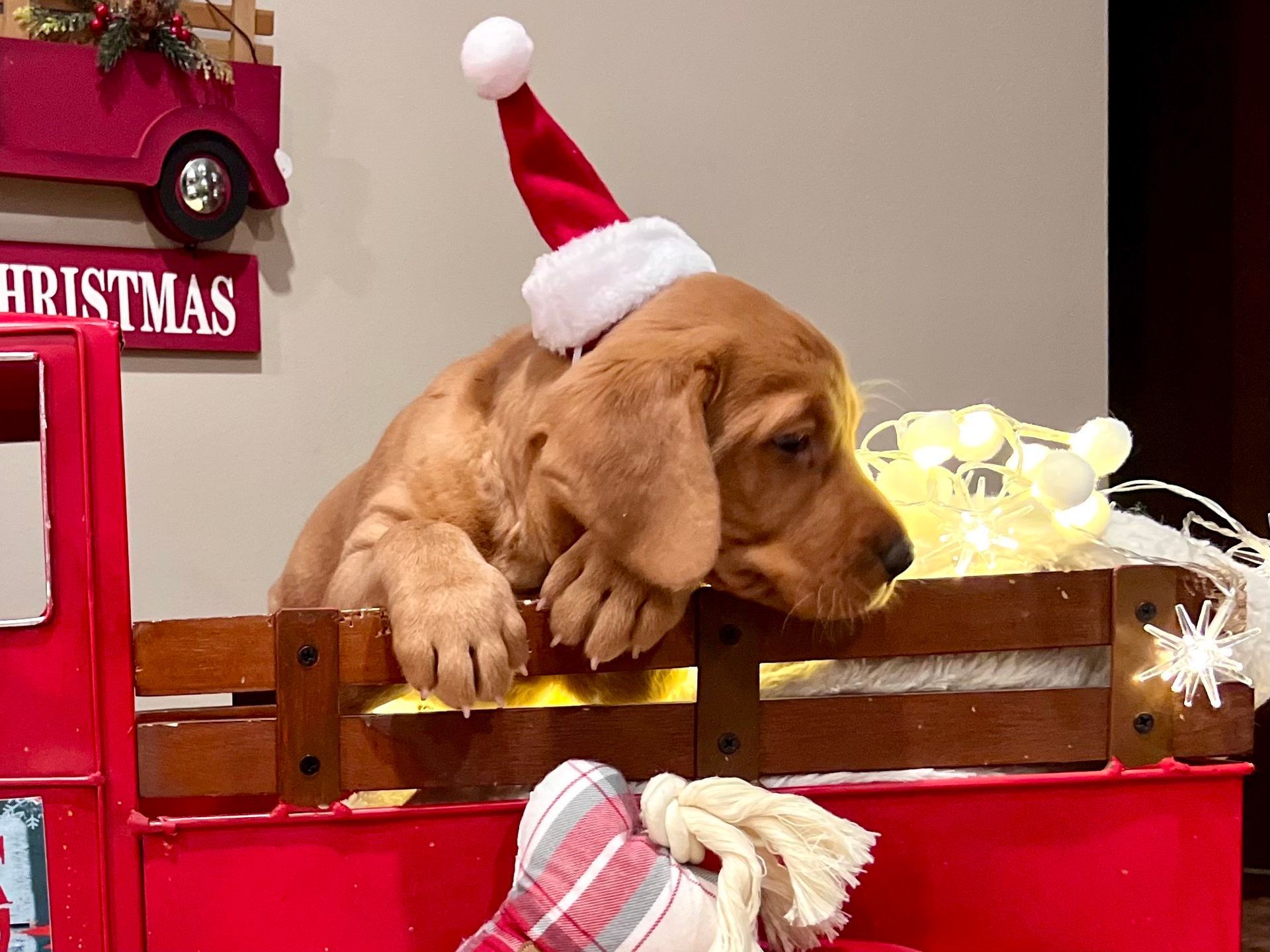 Puppy with floppy ears wearing a Santa hat, resting in a red truck bed with Christmas decorations.